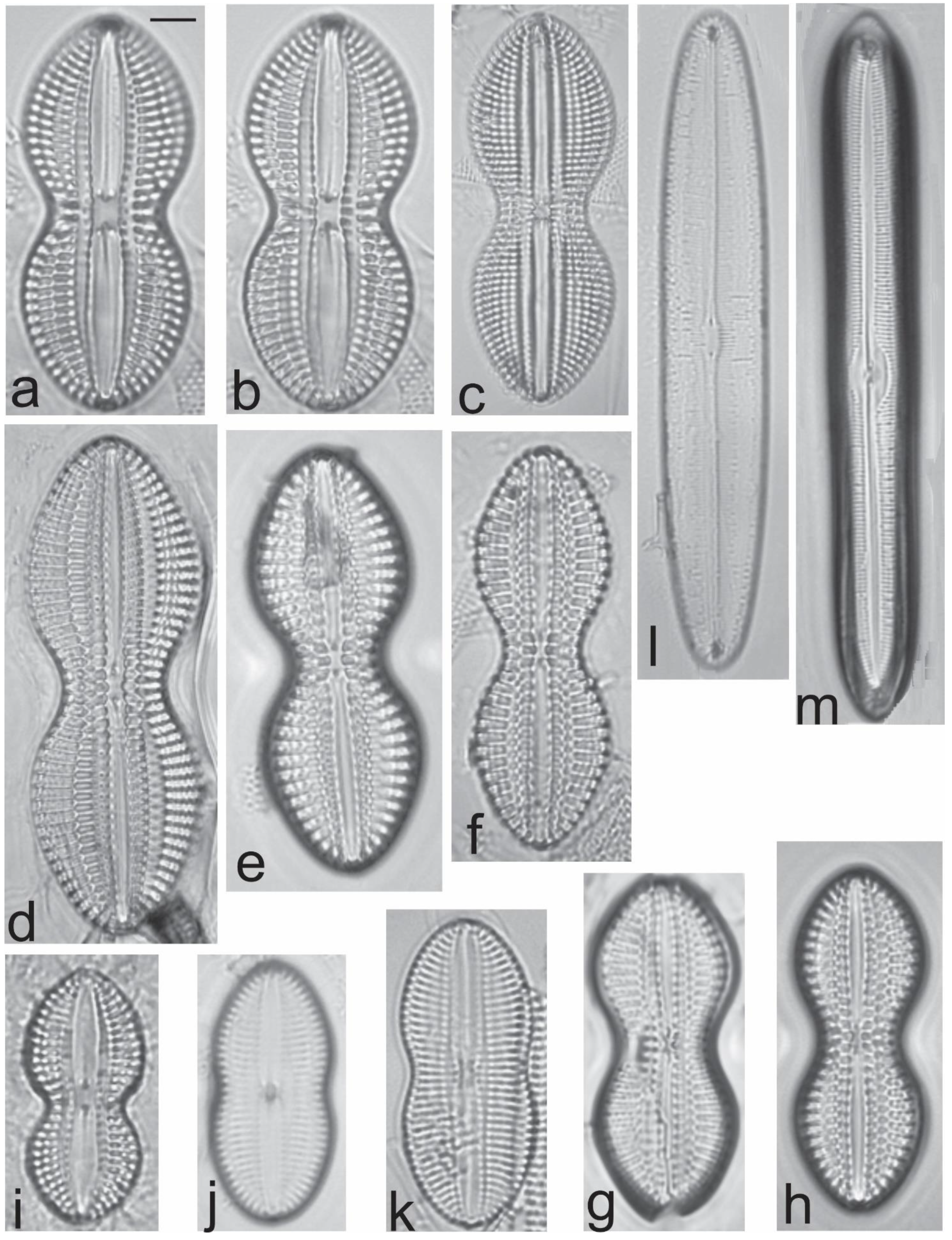 Diversity 13 00458 g023 Diversity 13 00458 g023