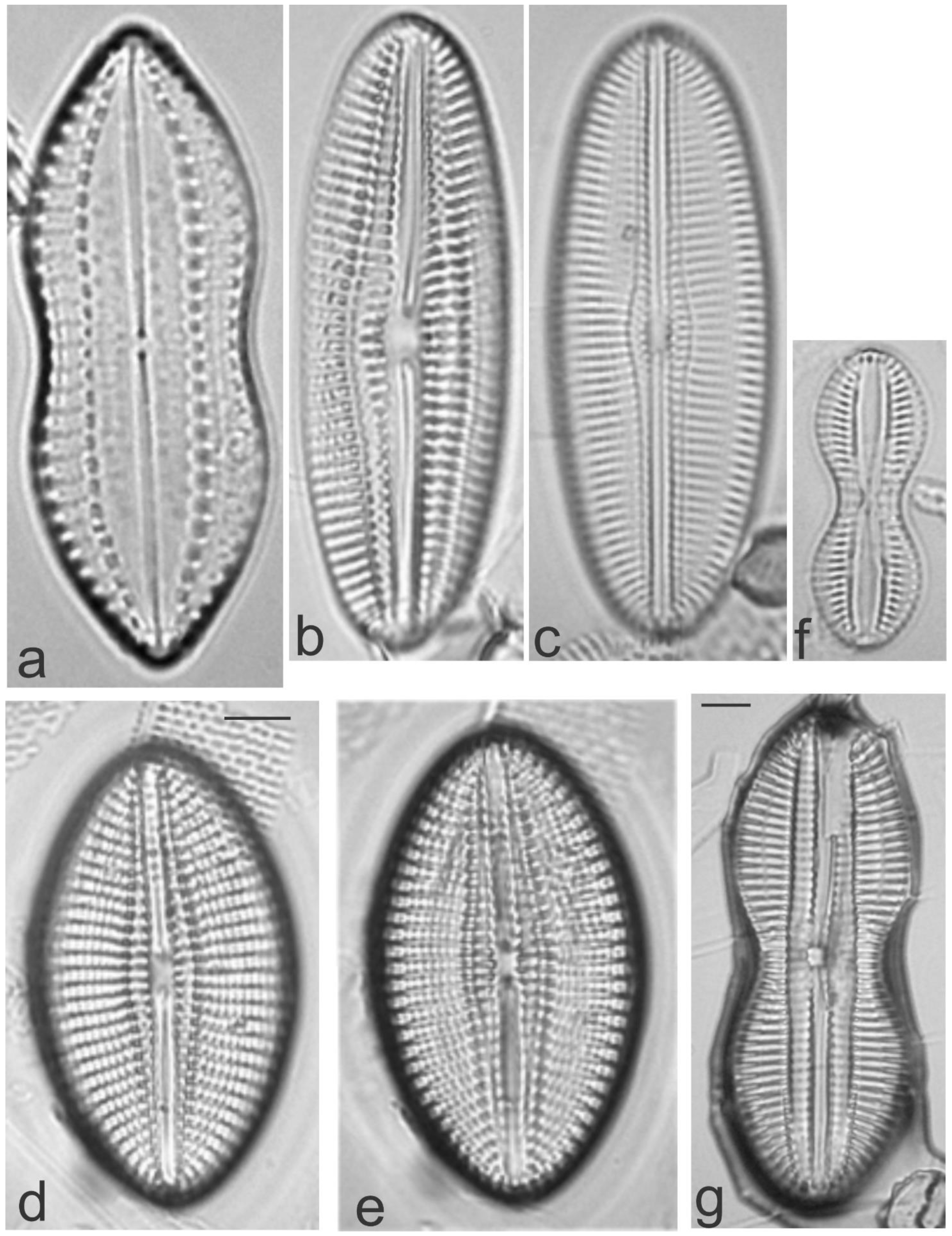 Diversity 13 00458 g024 Diversity 13 00458 g024