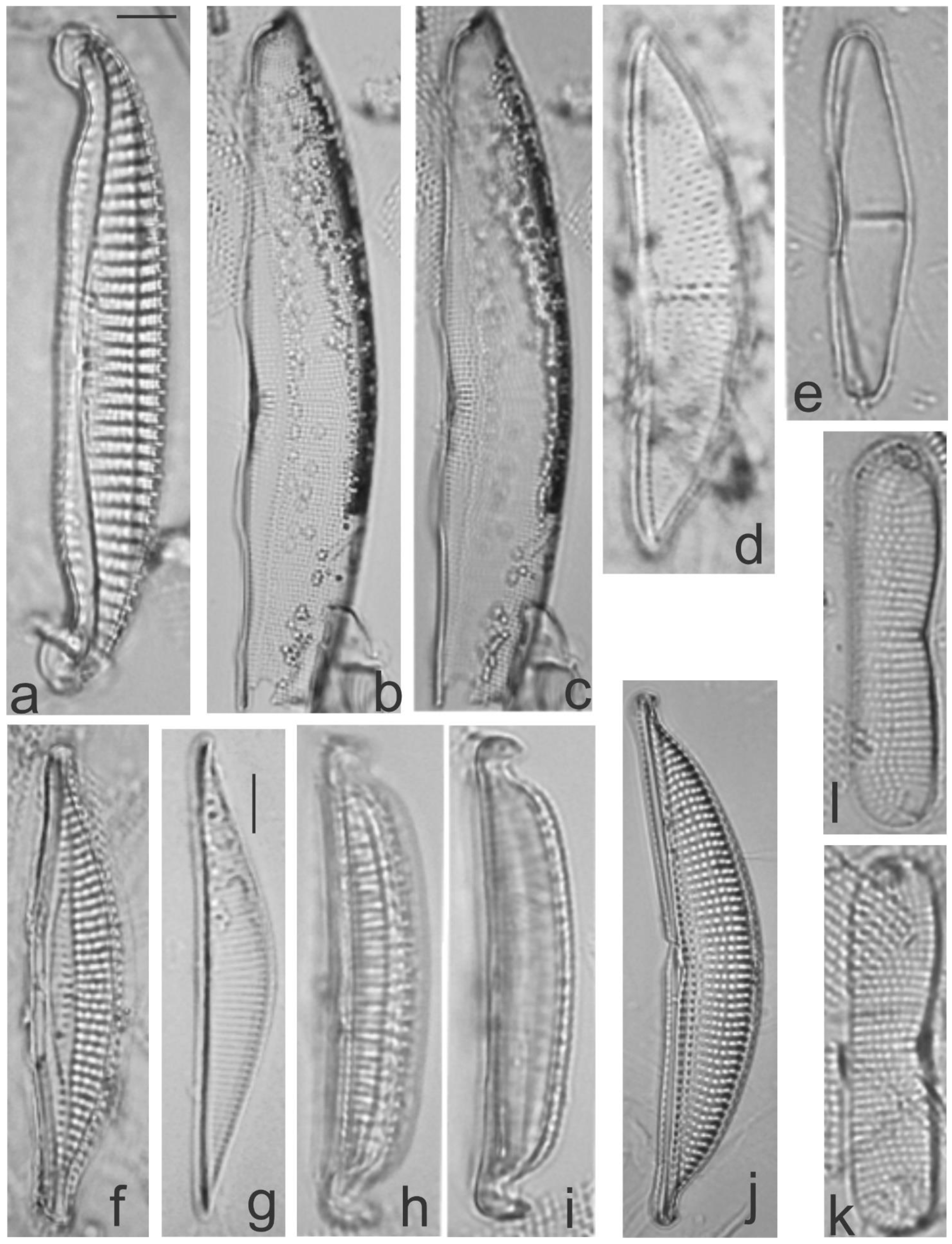 Diversity 13 00458 g025 Diversity 13 00458 g025