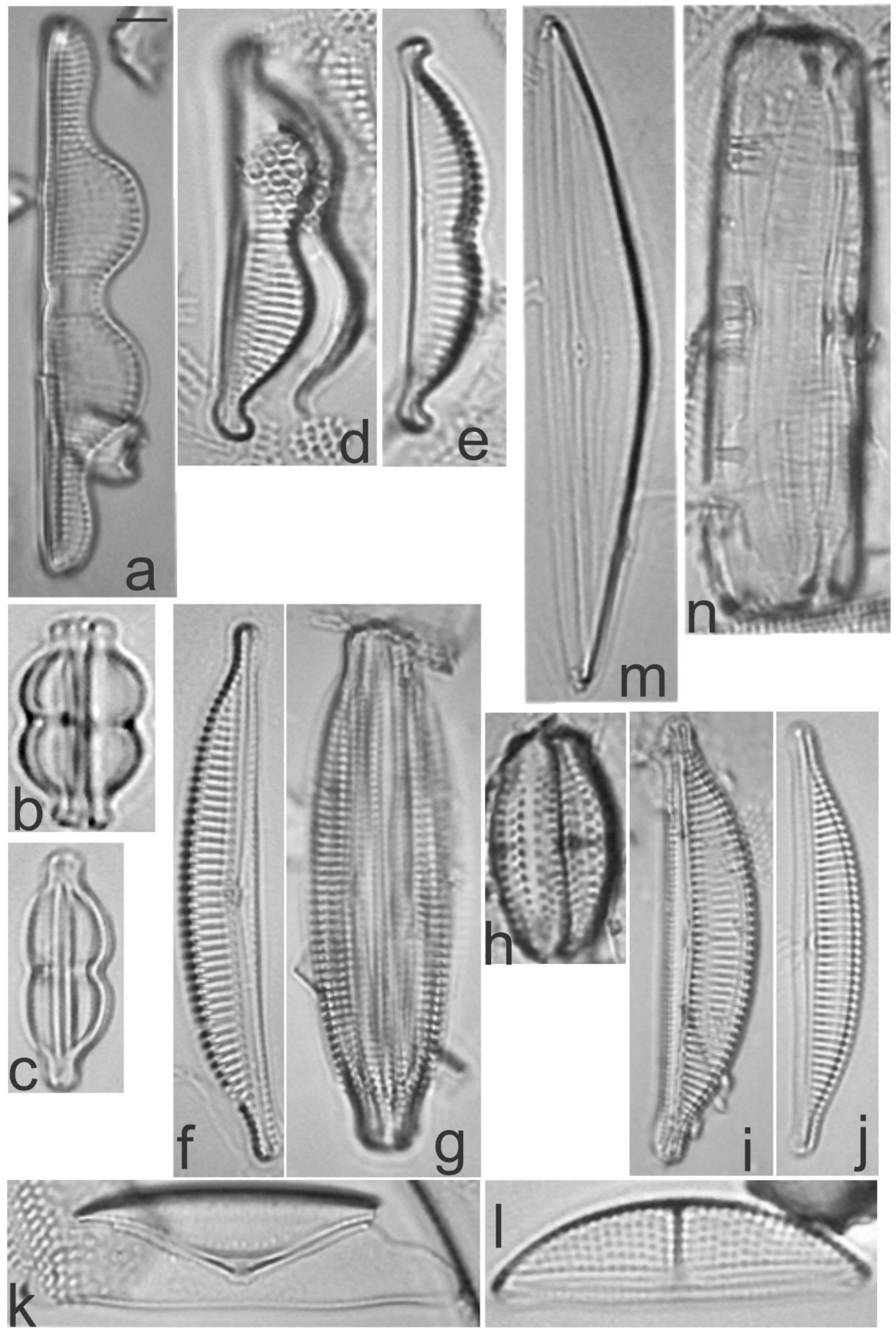 Diversity 13 00458 g027 Diversity 13 00458 g027