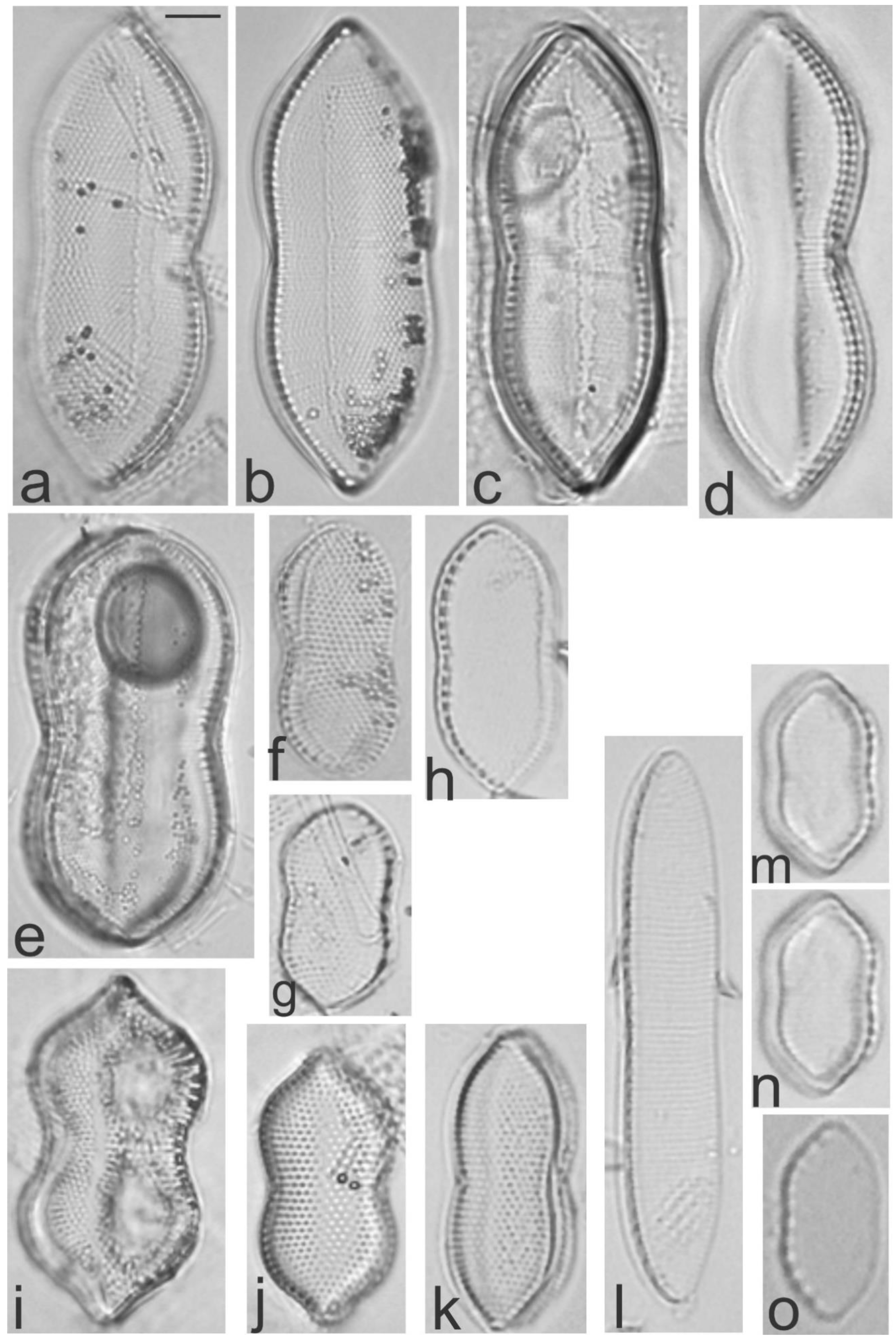 Diversity 13 00458 g029 Diversity 13 00458 g029