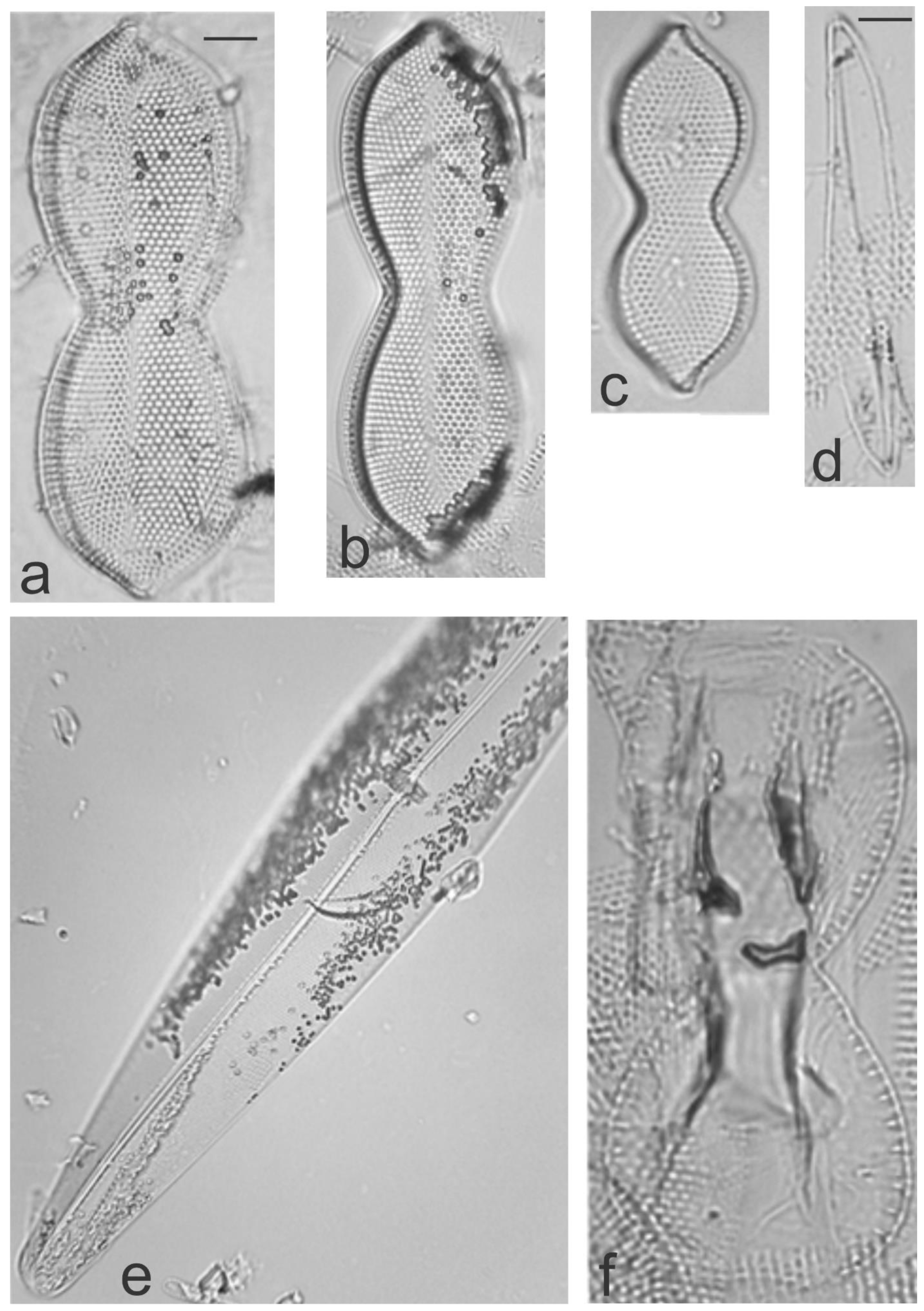 Diversity 13 00458 g030 Diversity 13 00458 g030