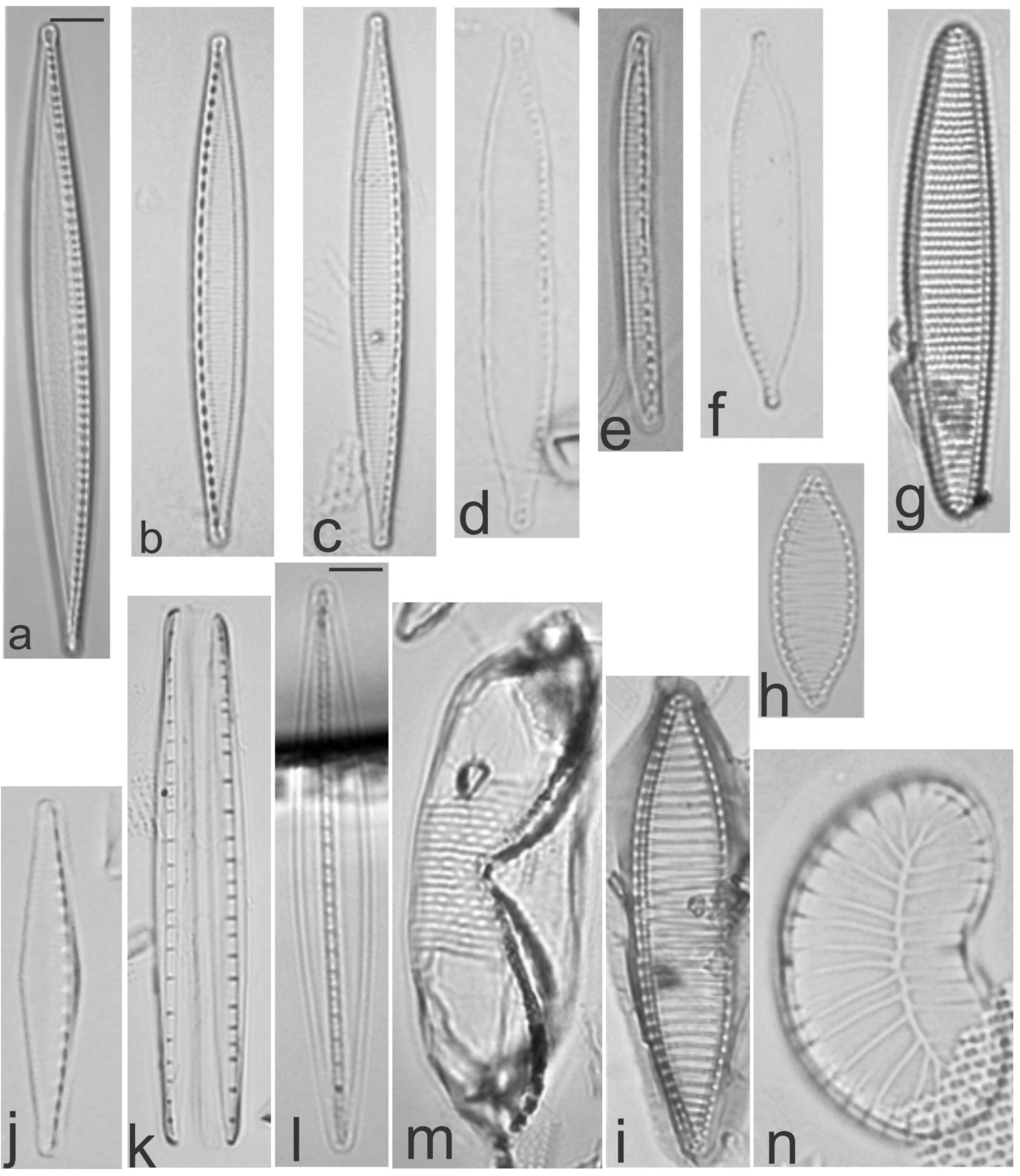 Diversity 13 00458 g033 Diversity 13 00458 g033