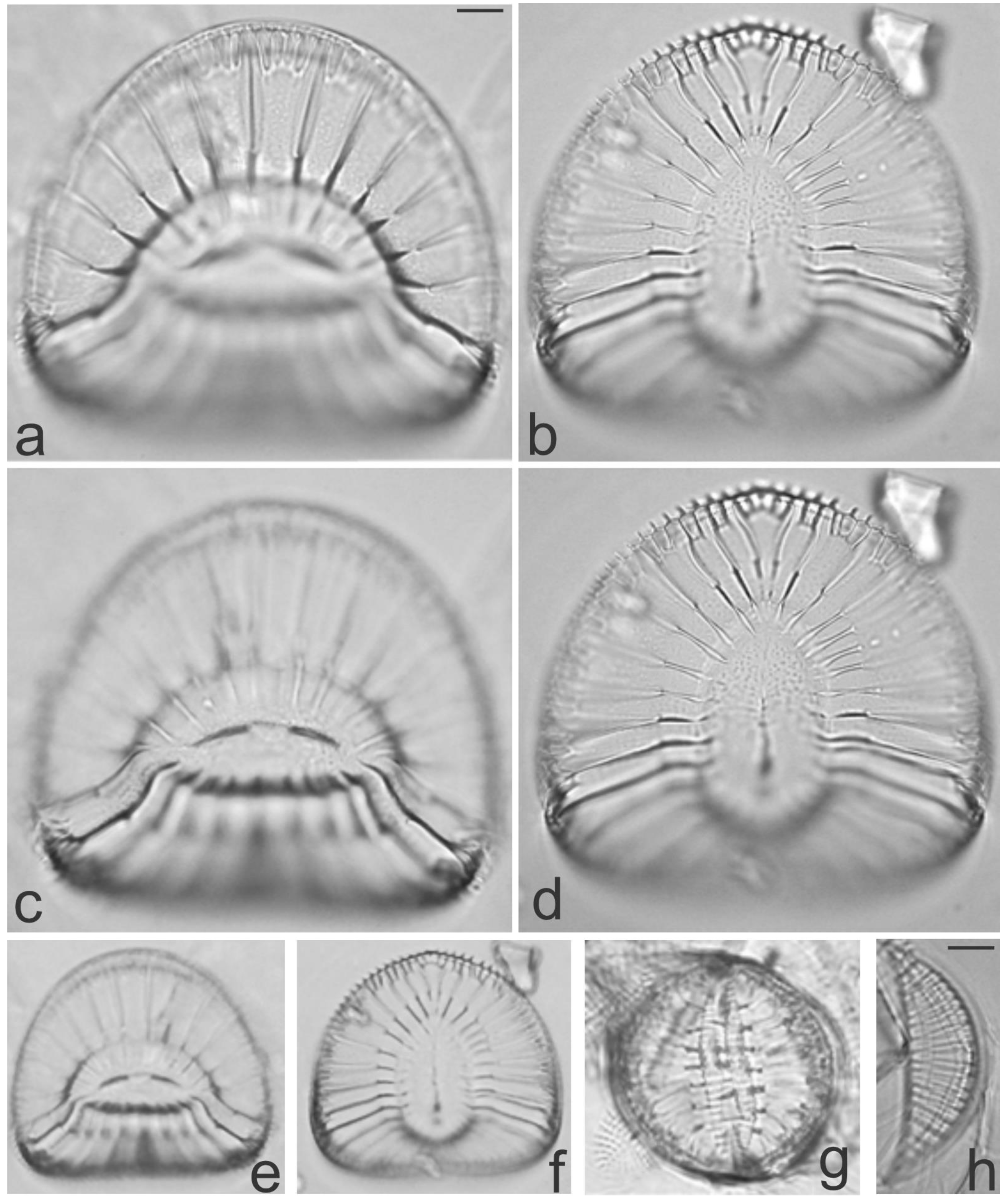 Diversity 13 00458 g035 Diversity 13 00458 g035