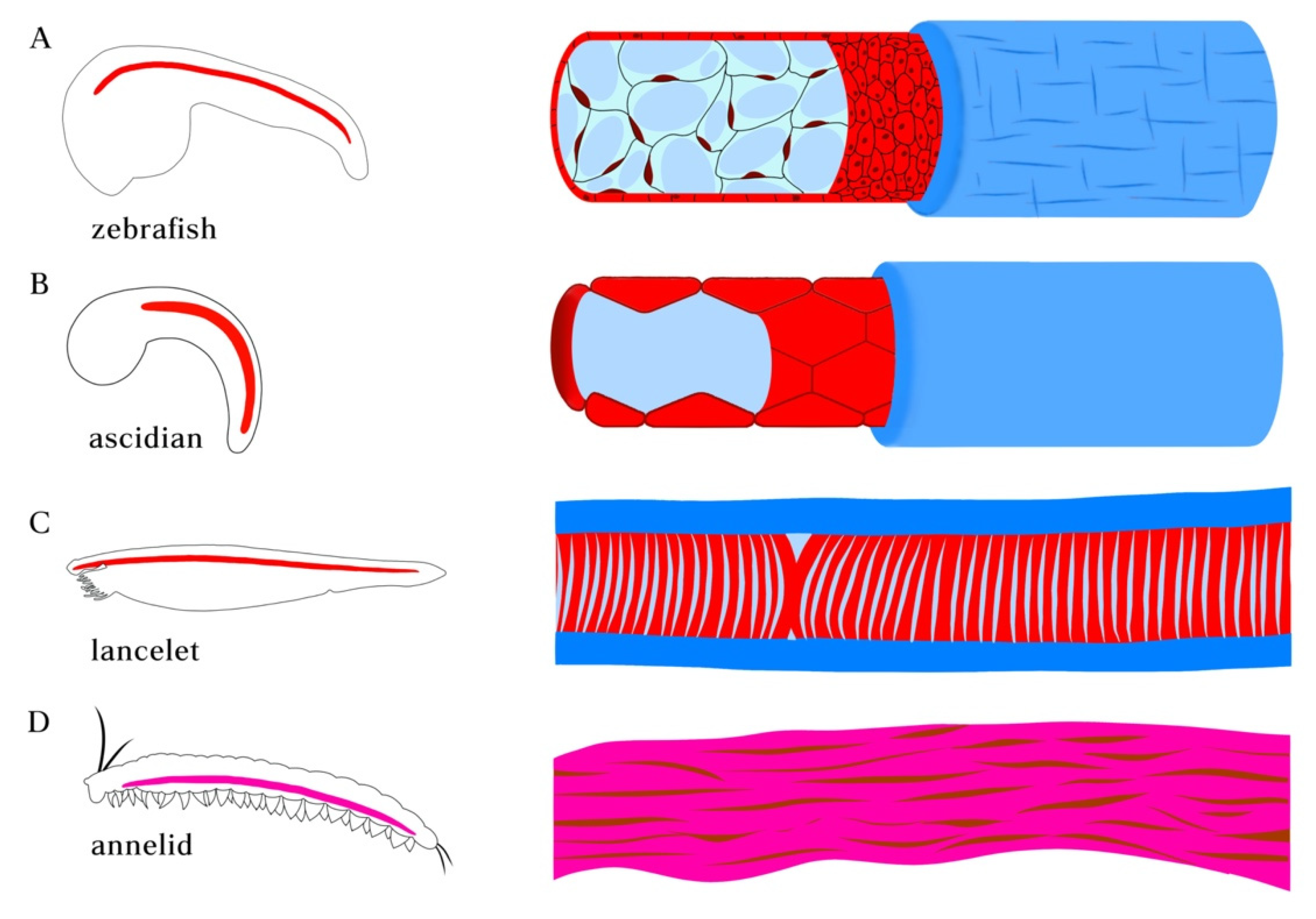 Diversity 13 00462 g002