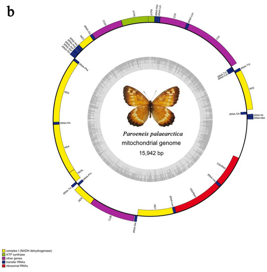 Buy Butterfly Frames Png Online In India -  India