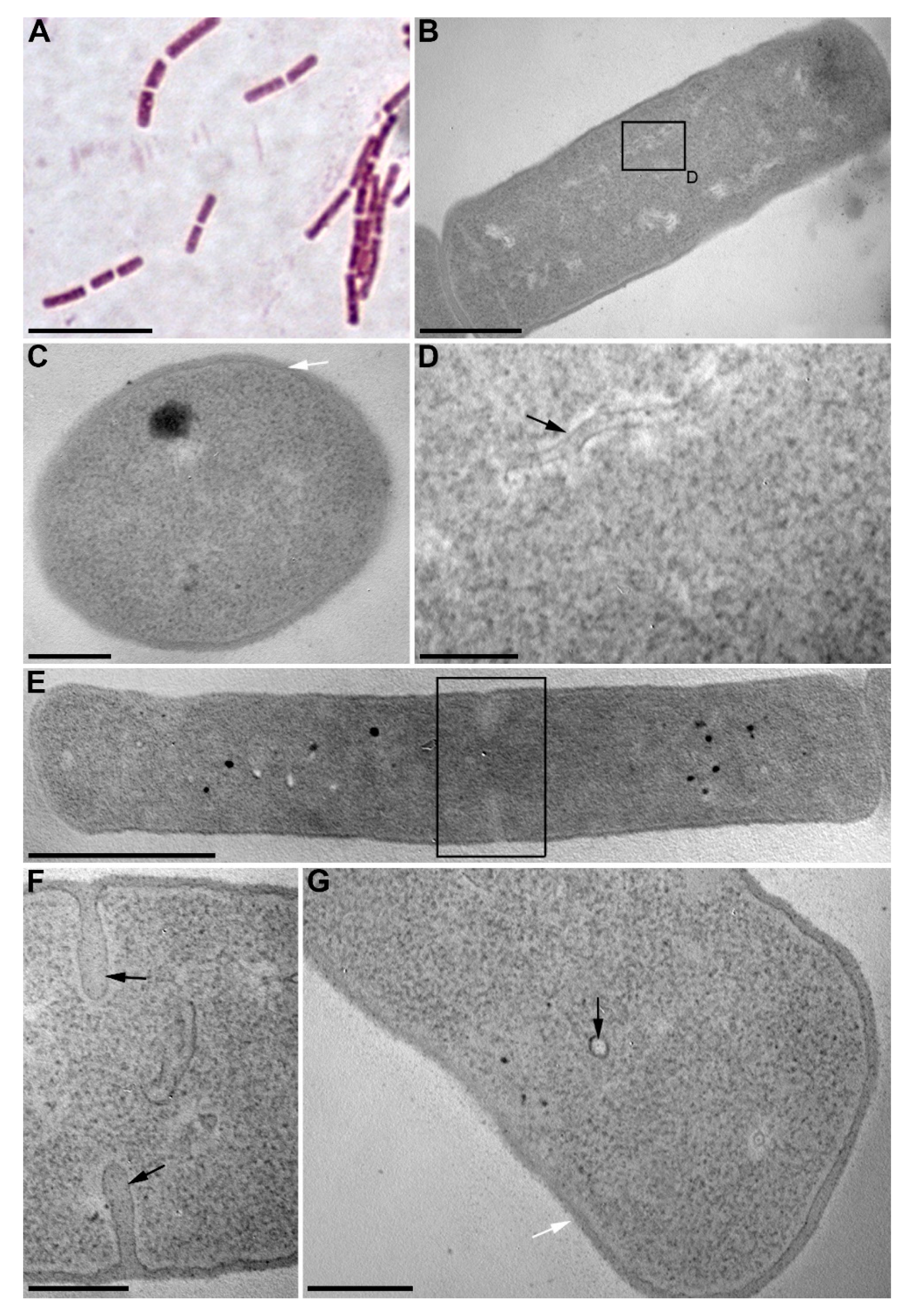 Diversity 13 00469 g001