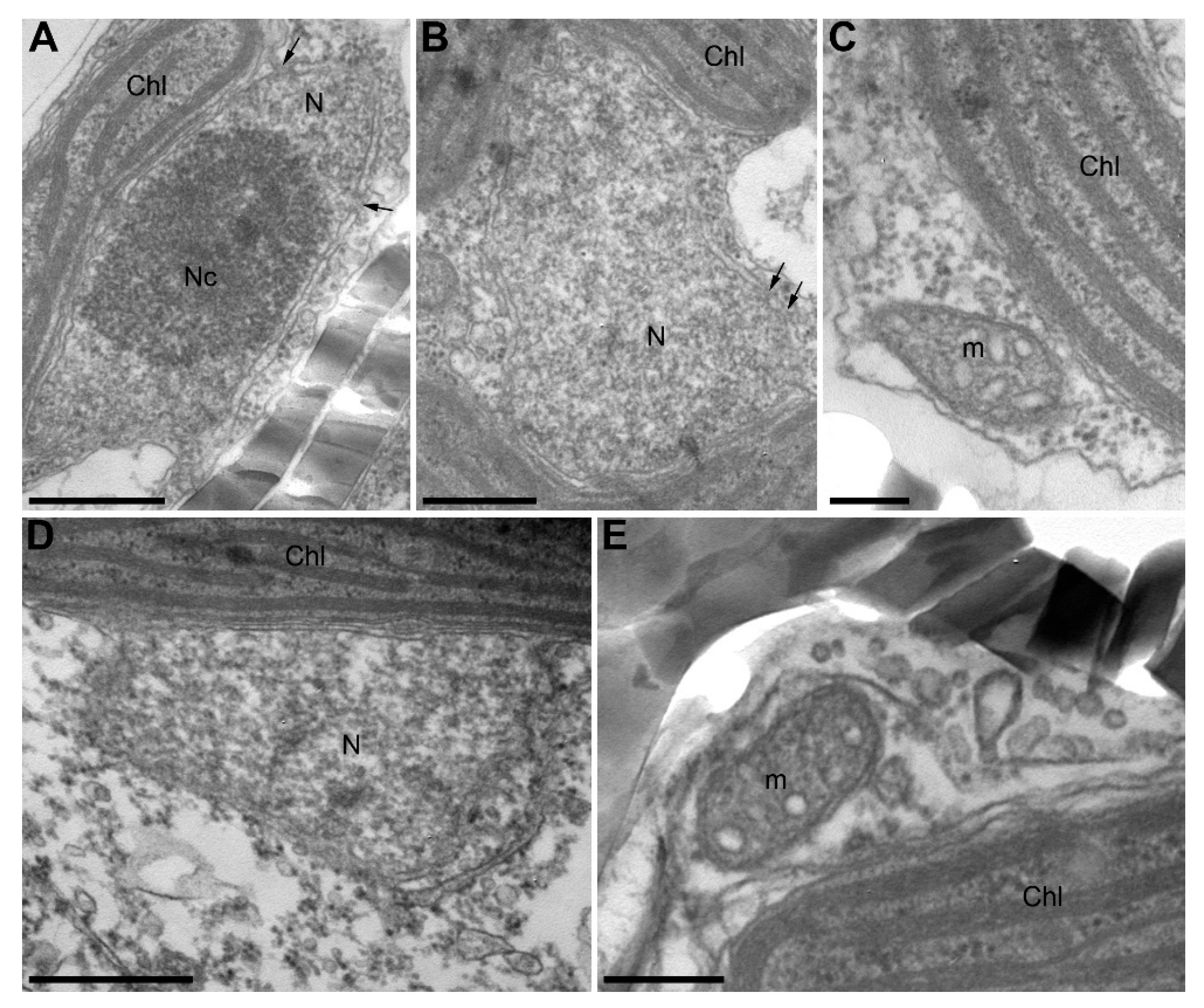 Diversity 13 00469 g006