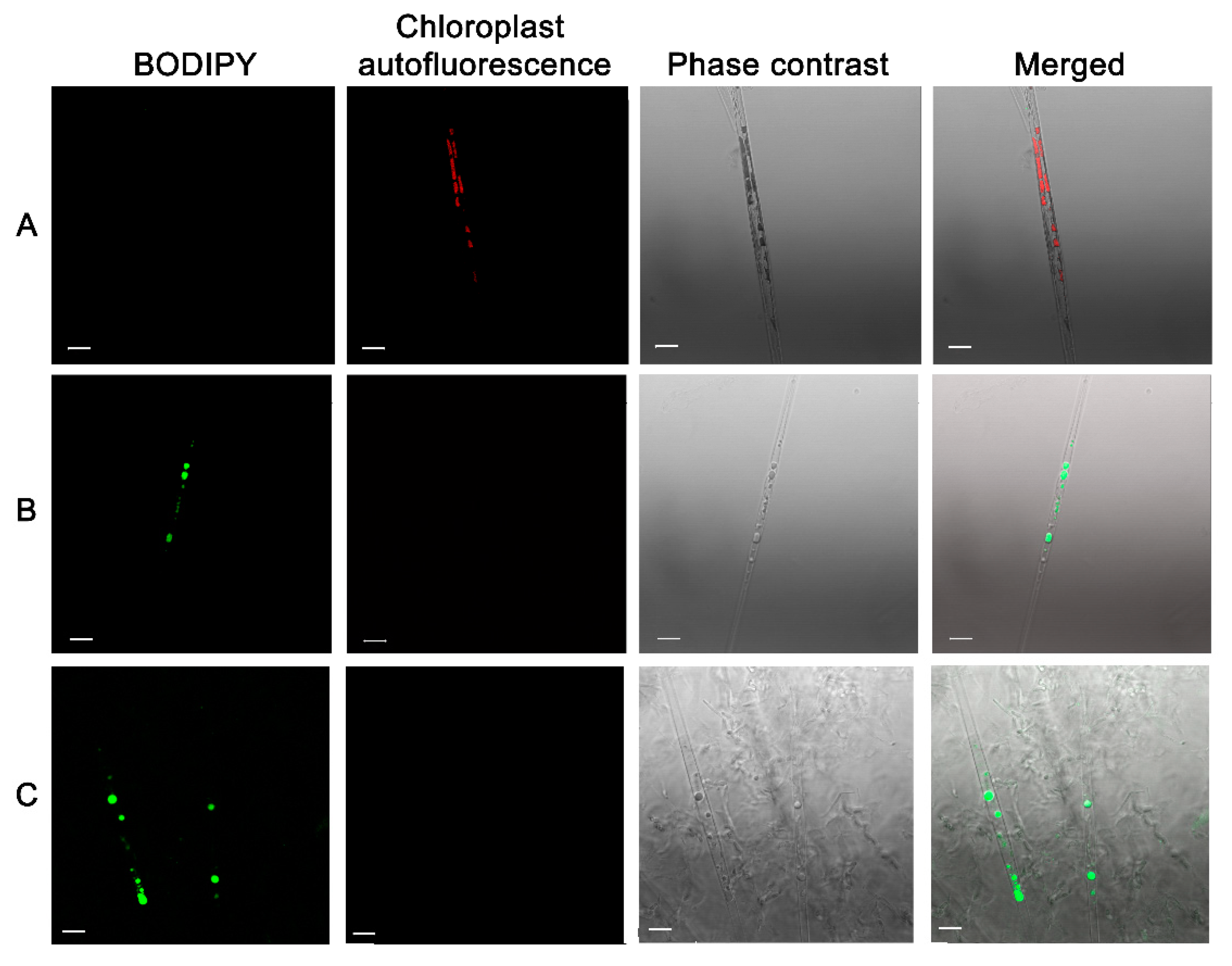 Diversity 13 00469 g009