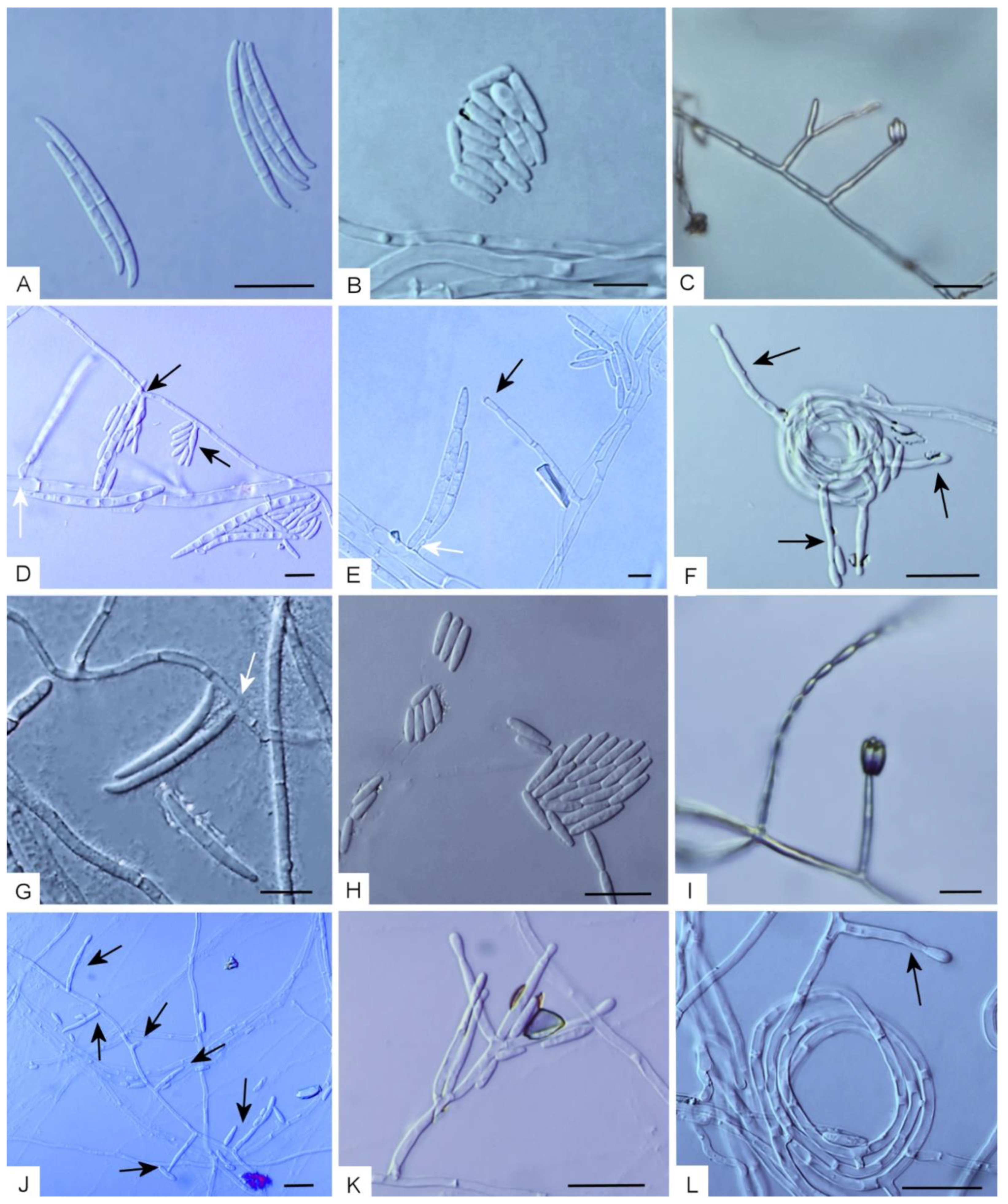 Diversity 13 00472 g002 Diversity 13 00472 g002