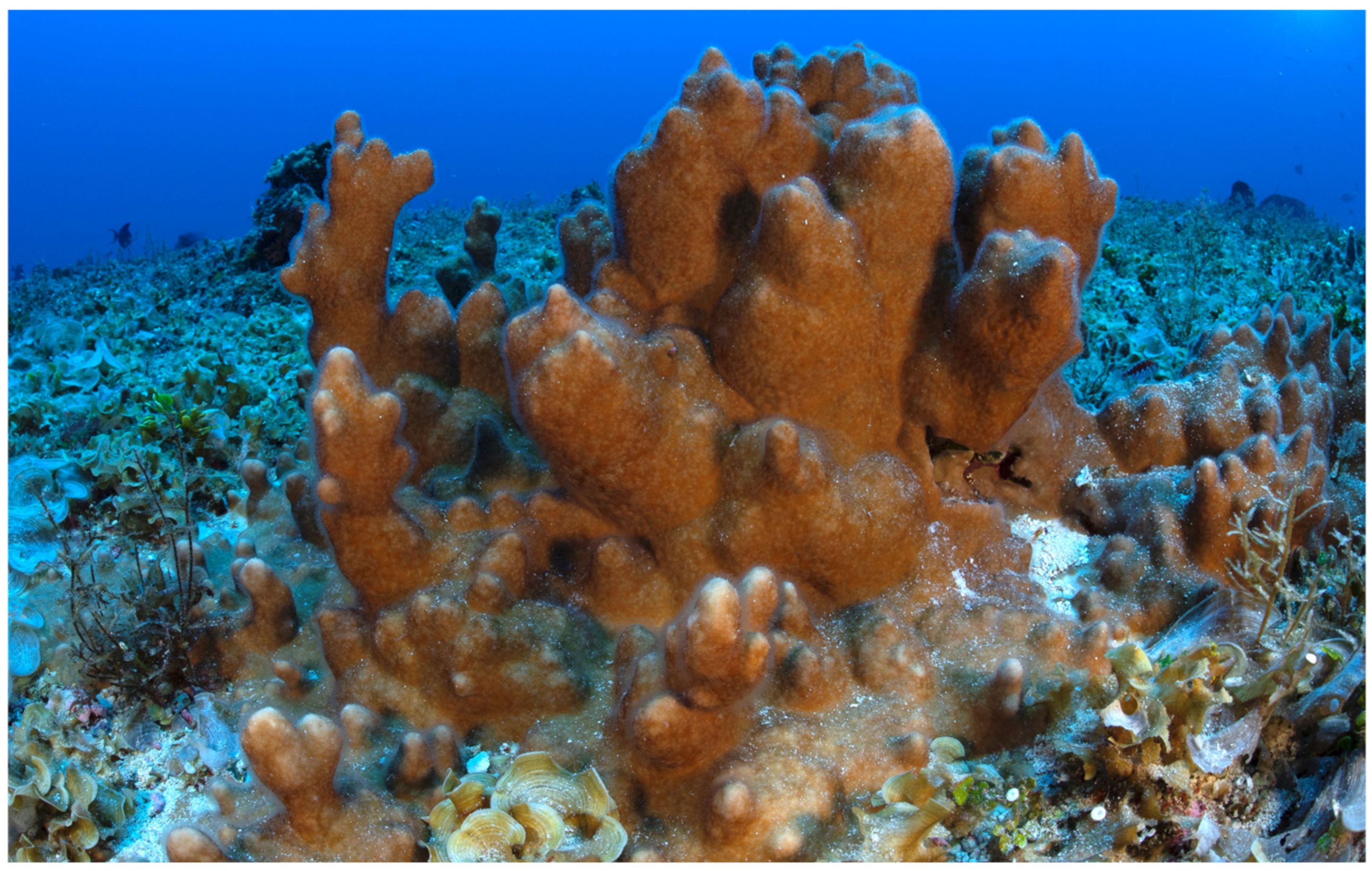 Diversity 13 00474 g001