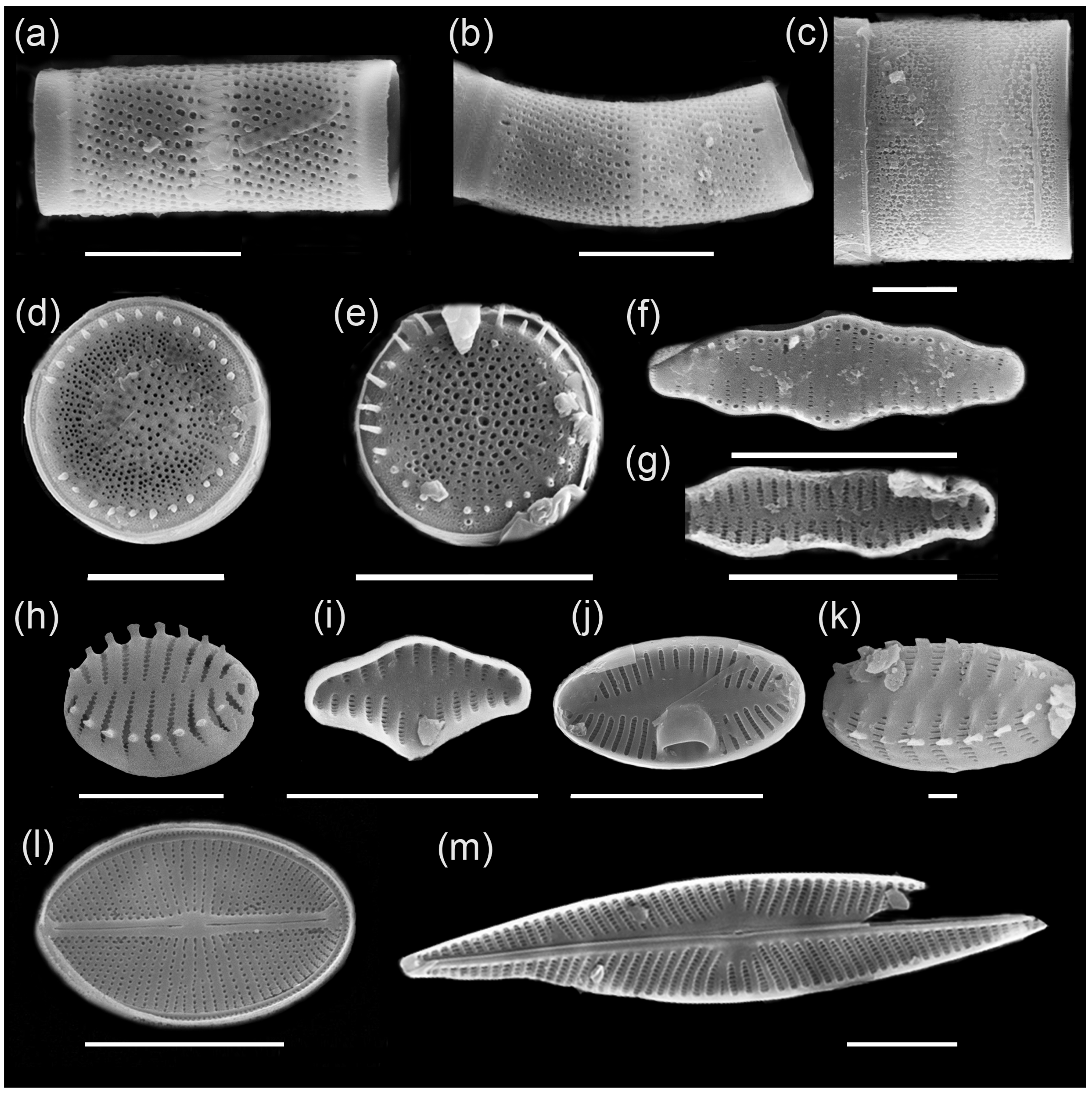 Diversity 13 00479 g005 550