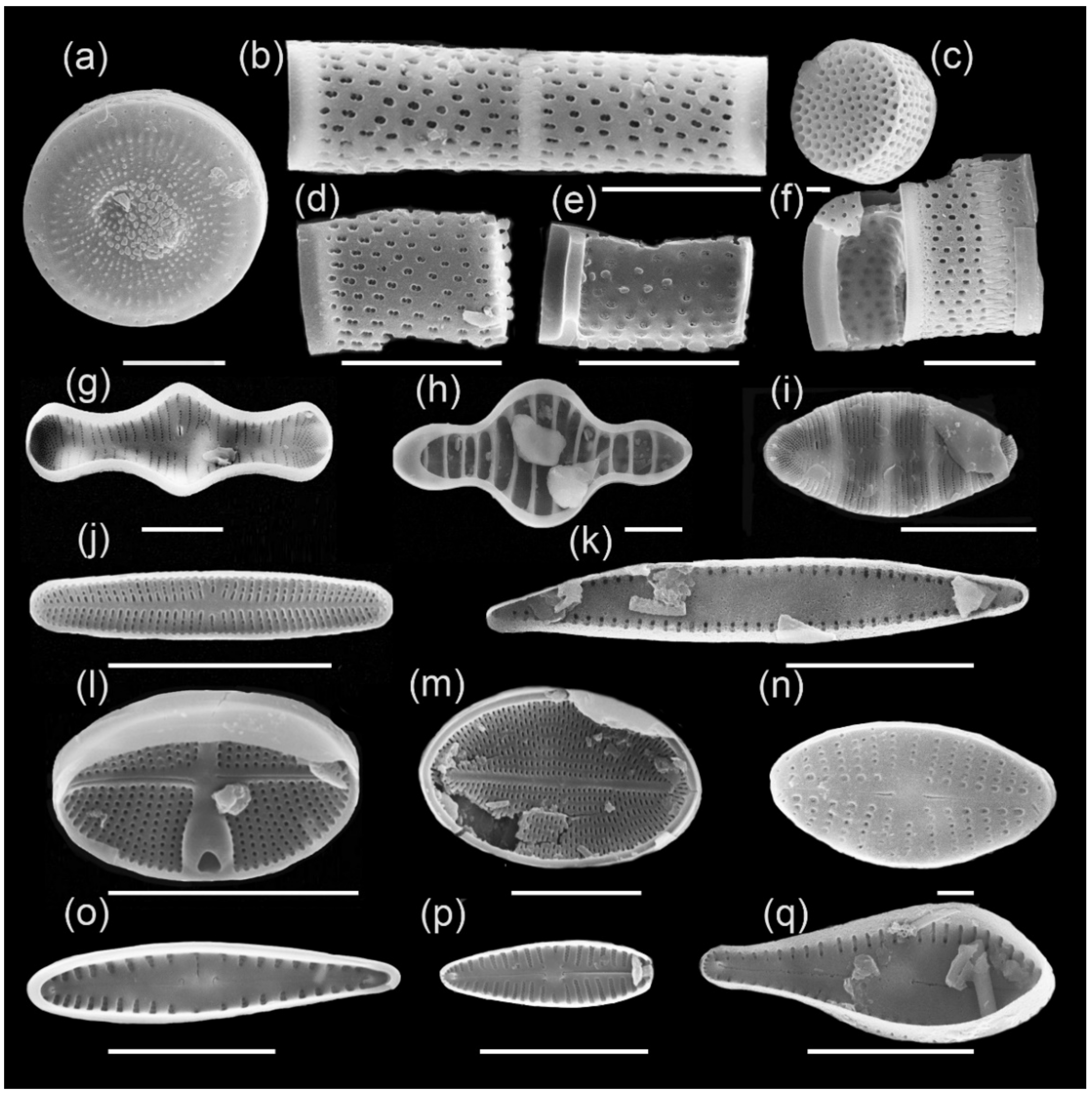 Diversity 13 00479 g006 550