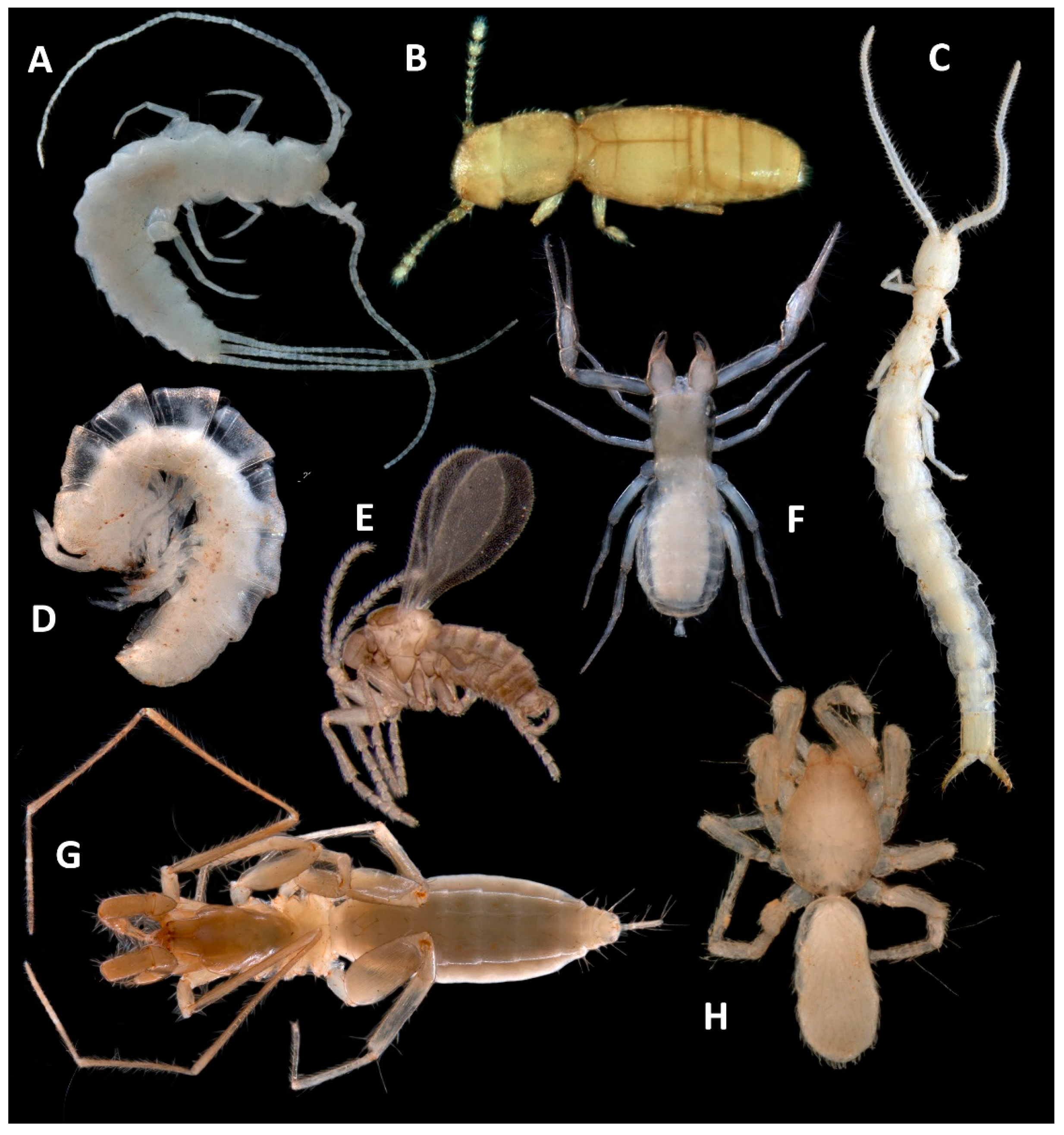 Diversity 13 00482 g004 Diversity 13 00482 g004