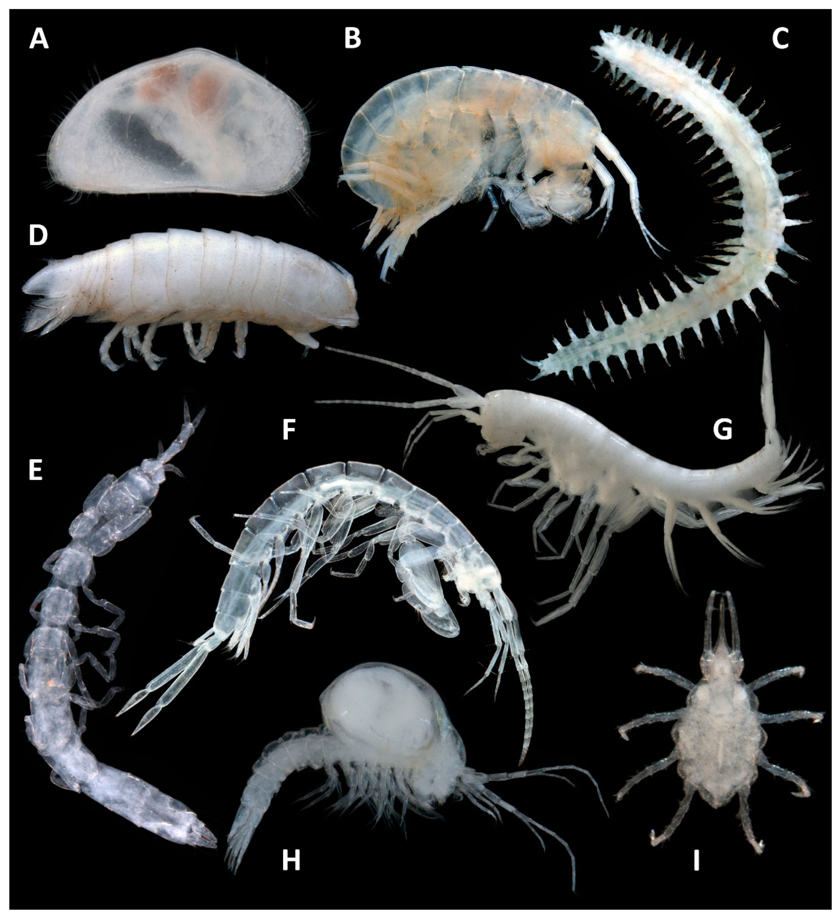 Diversity 13 00482 g005 Diversity 13 00482 g005