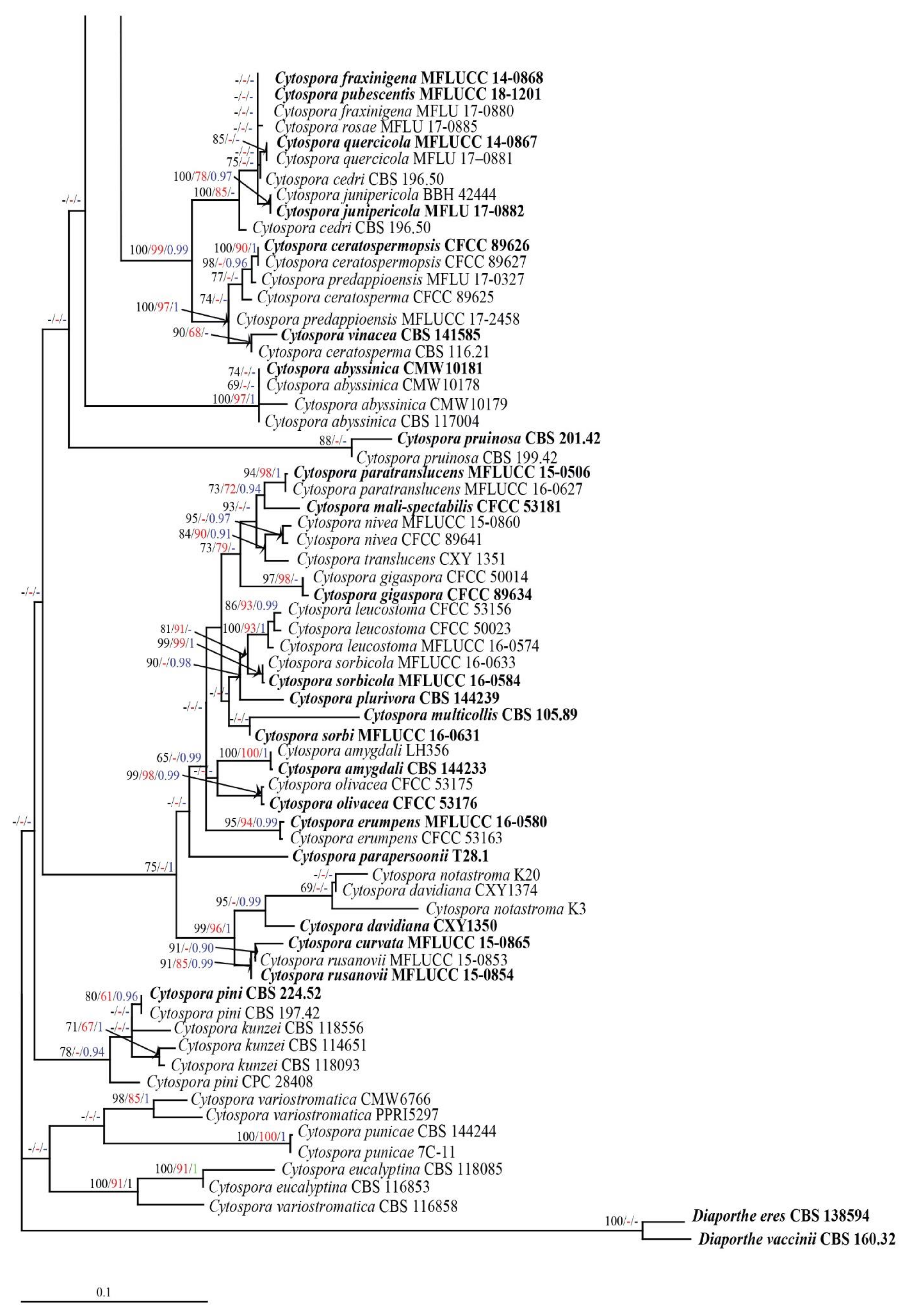 Diversity 13 00488 g001b 550