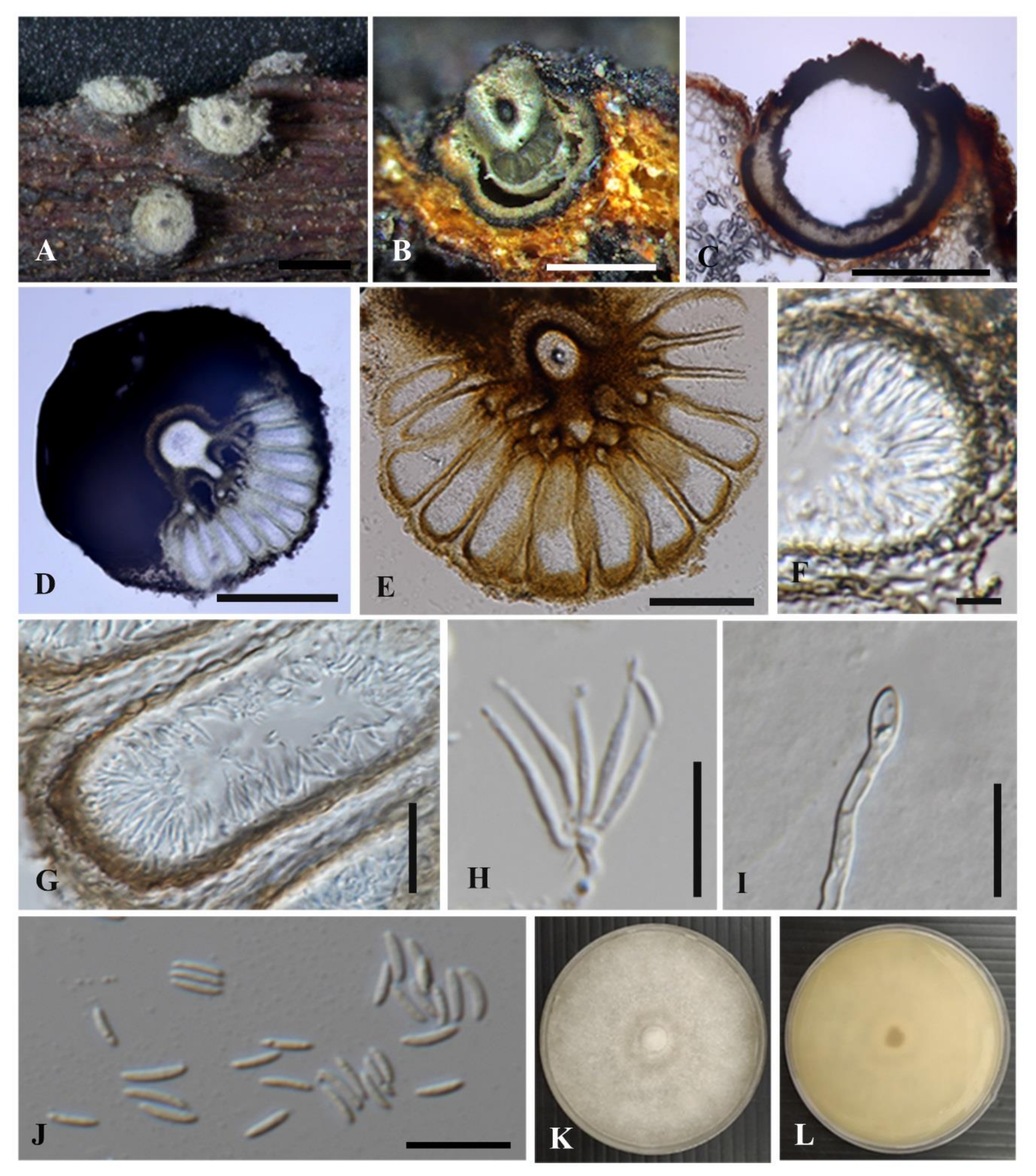 Diversity 13 00488 g004 550