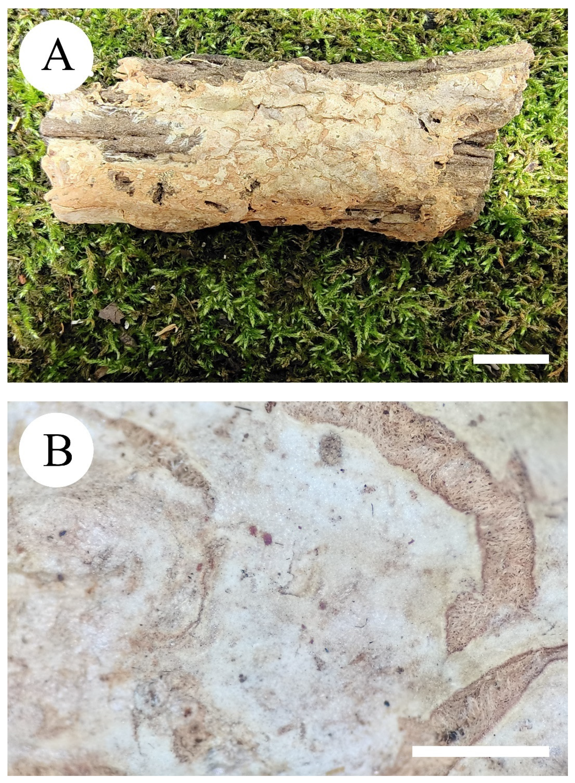 Diversity 13 00503 g003 Diversity 13 00503 g003