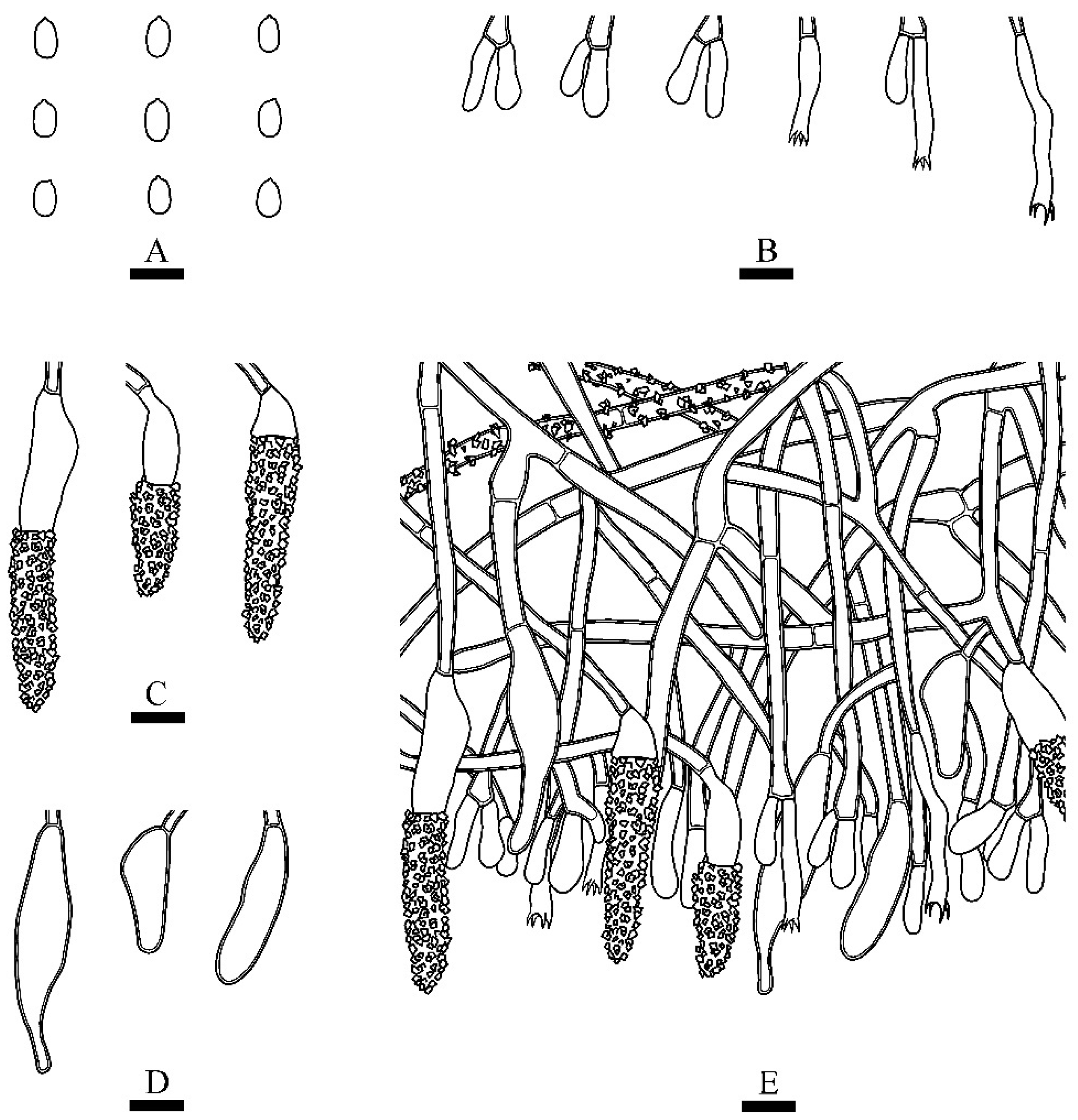 Diversity 13 00503 g004 Diversity 13 00503 g004