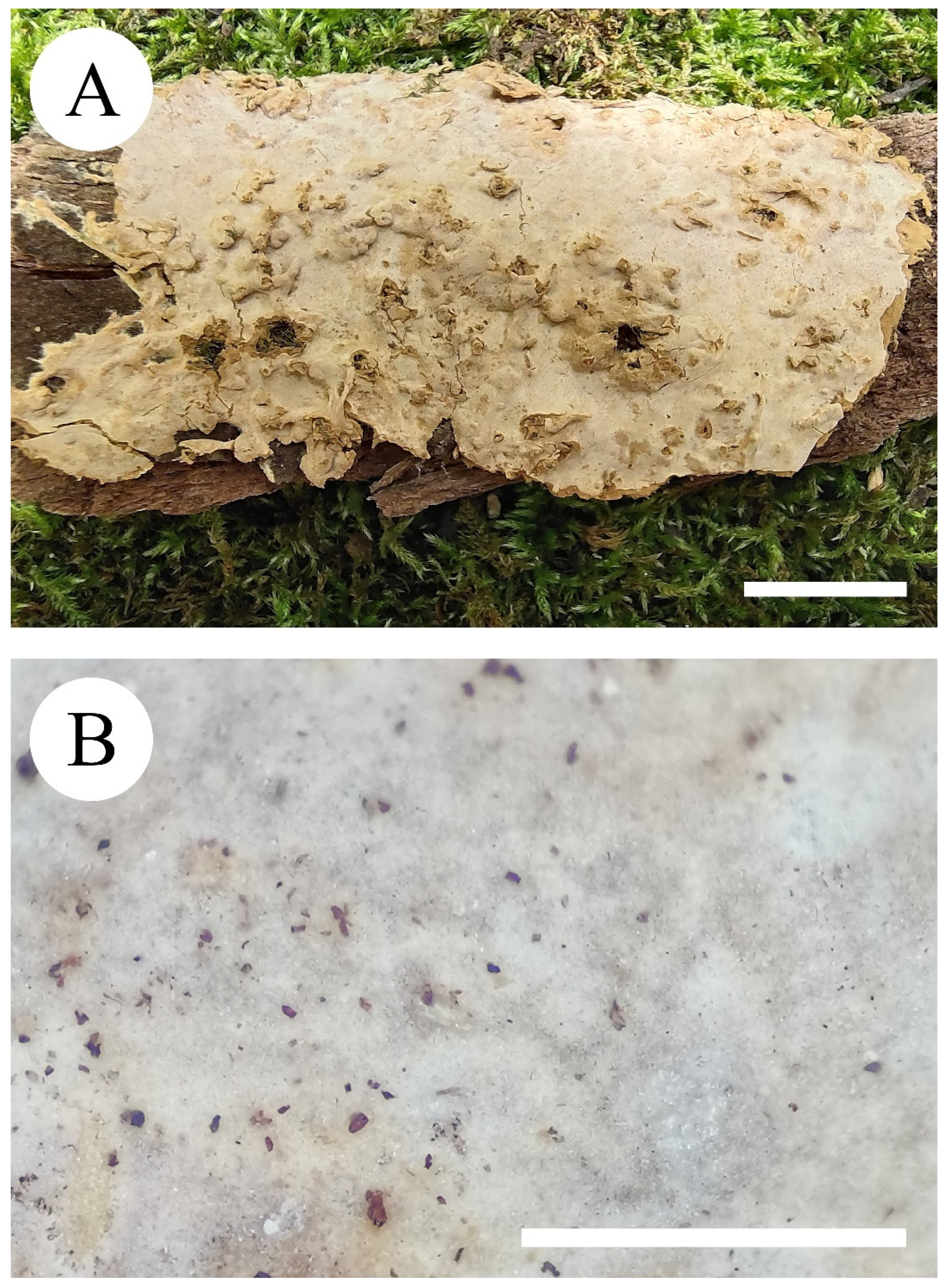 Diversity 13 00503 g005 Diversity 13 00503 g005