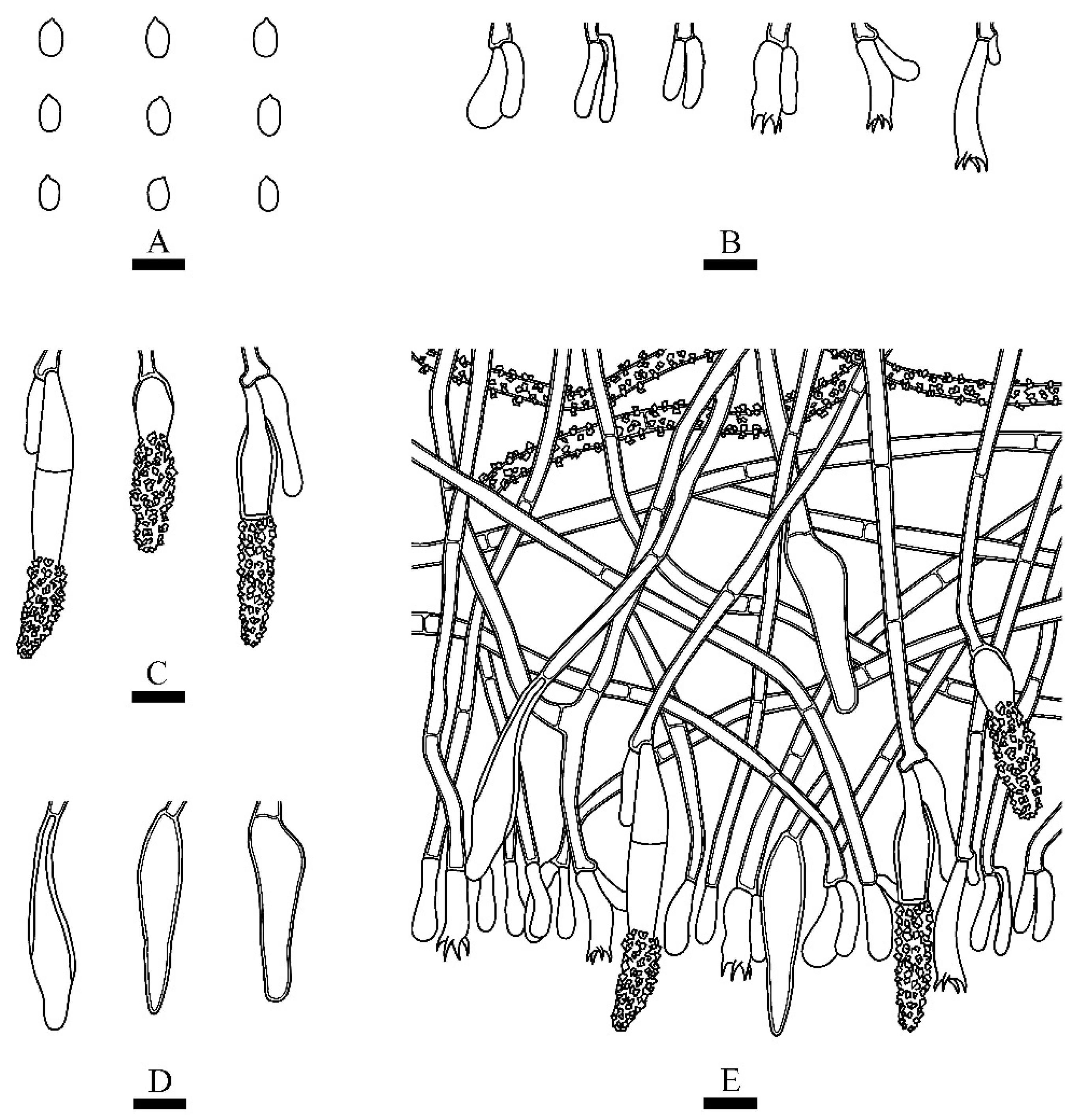 Diversity 13 00503 g006 Diversity 13 00503 g006