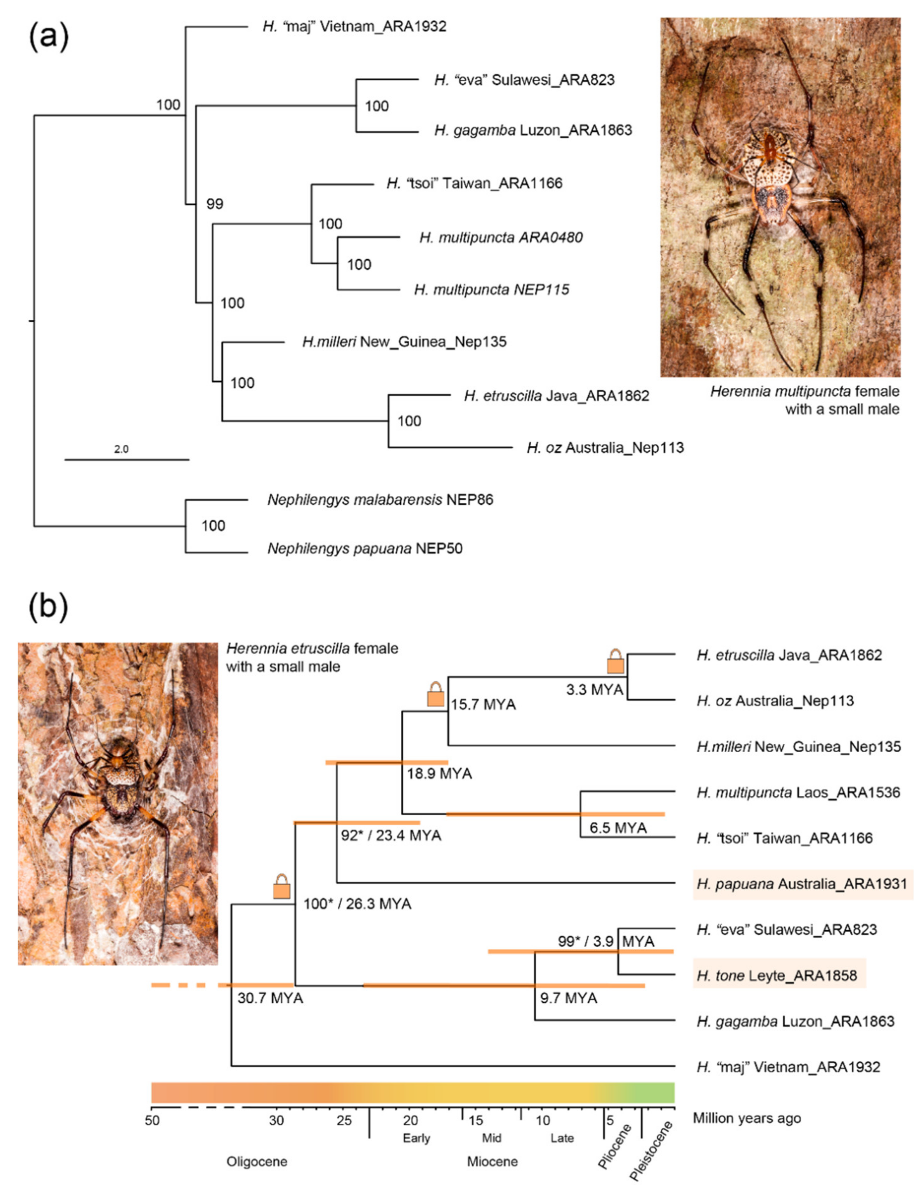 Diversity 13 00515 g003