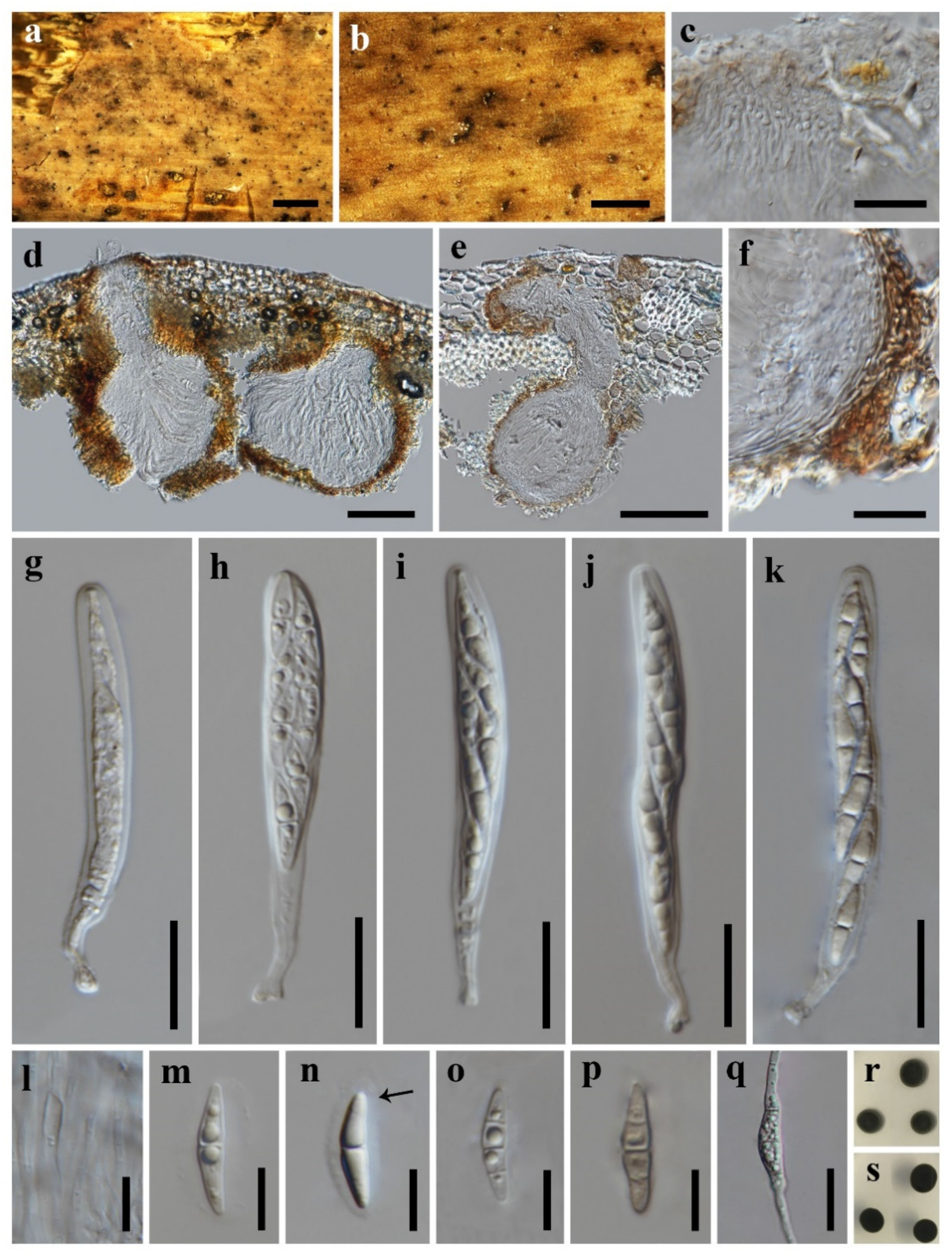 Diversity 13 00516 g003 550