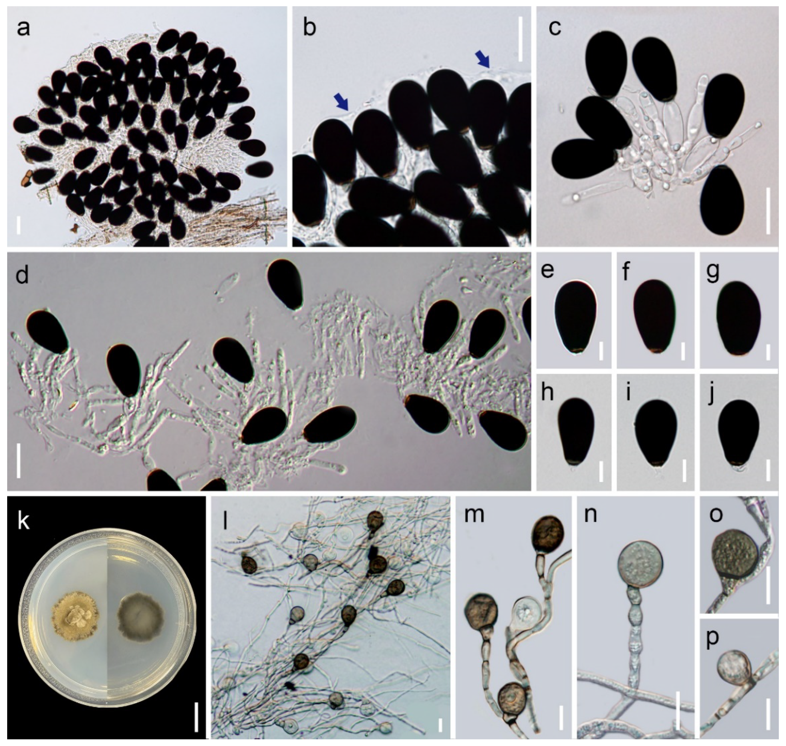 Diversity 13 00517 g002