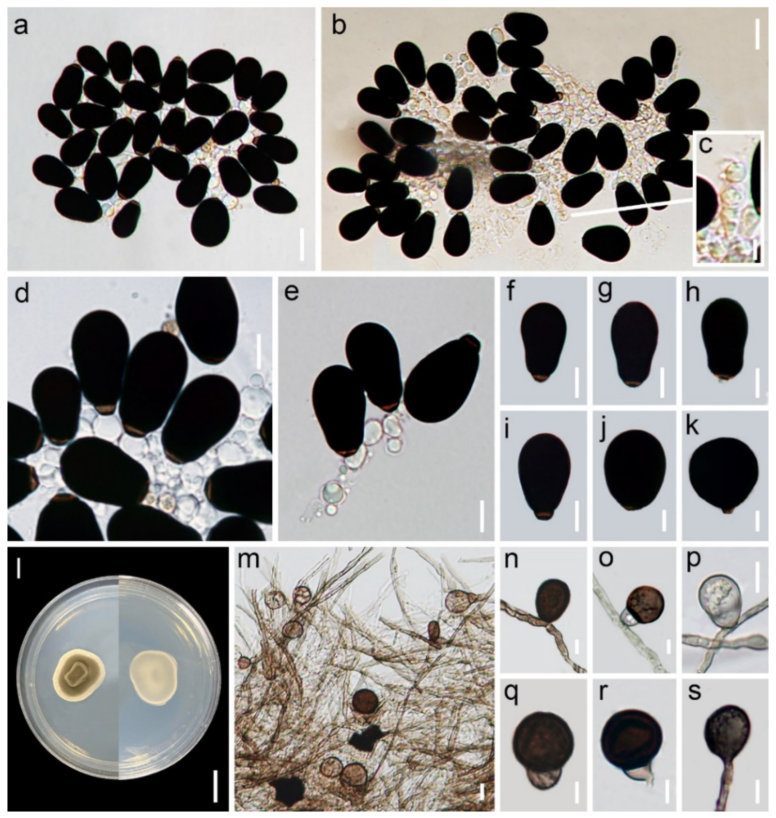 Diversity 13 00517 g003