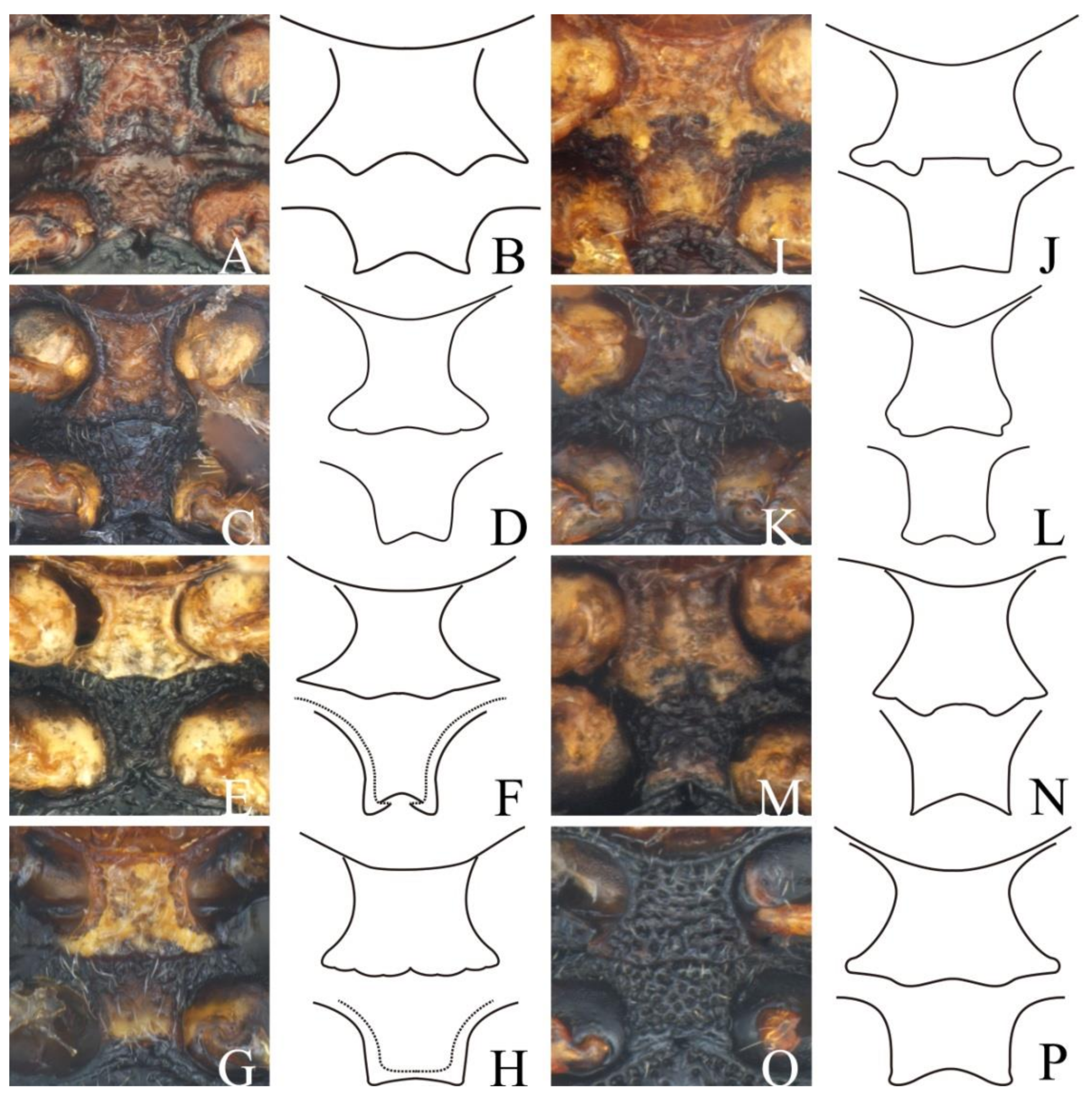 Diversity 13 00523 g001 Diversity 13 00523 g001