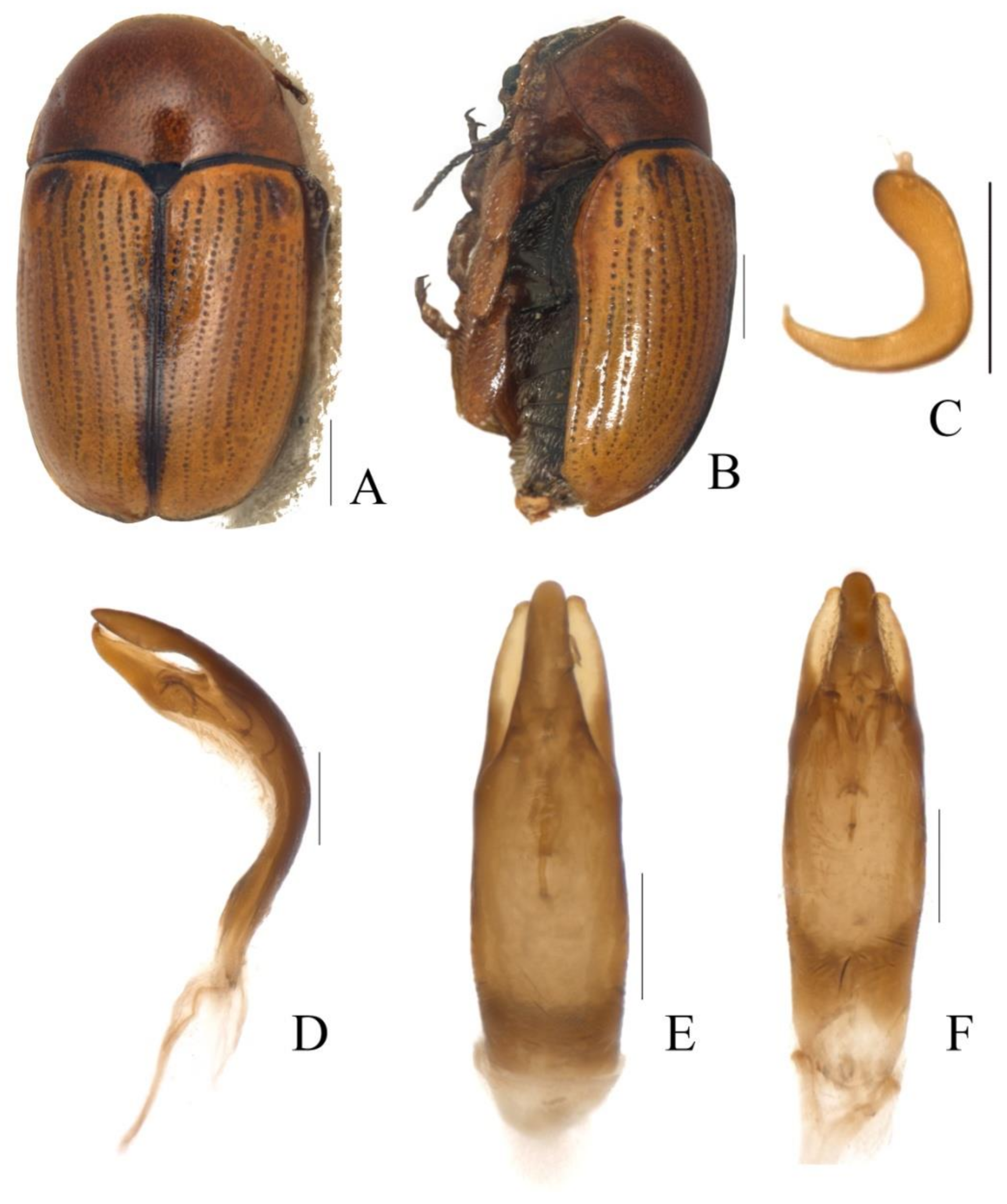 Diversity 13 00523 g002 Diversity 13 00523 g002