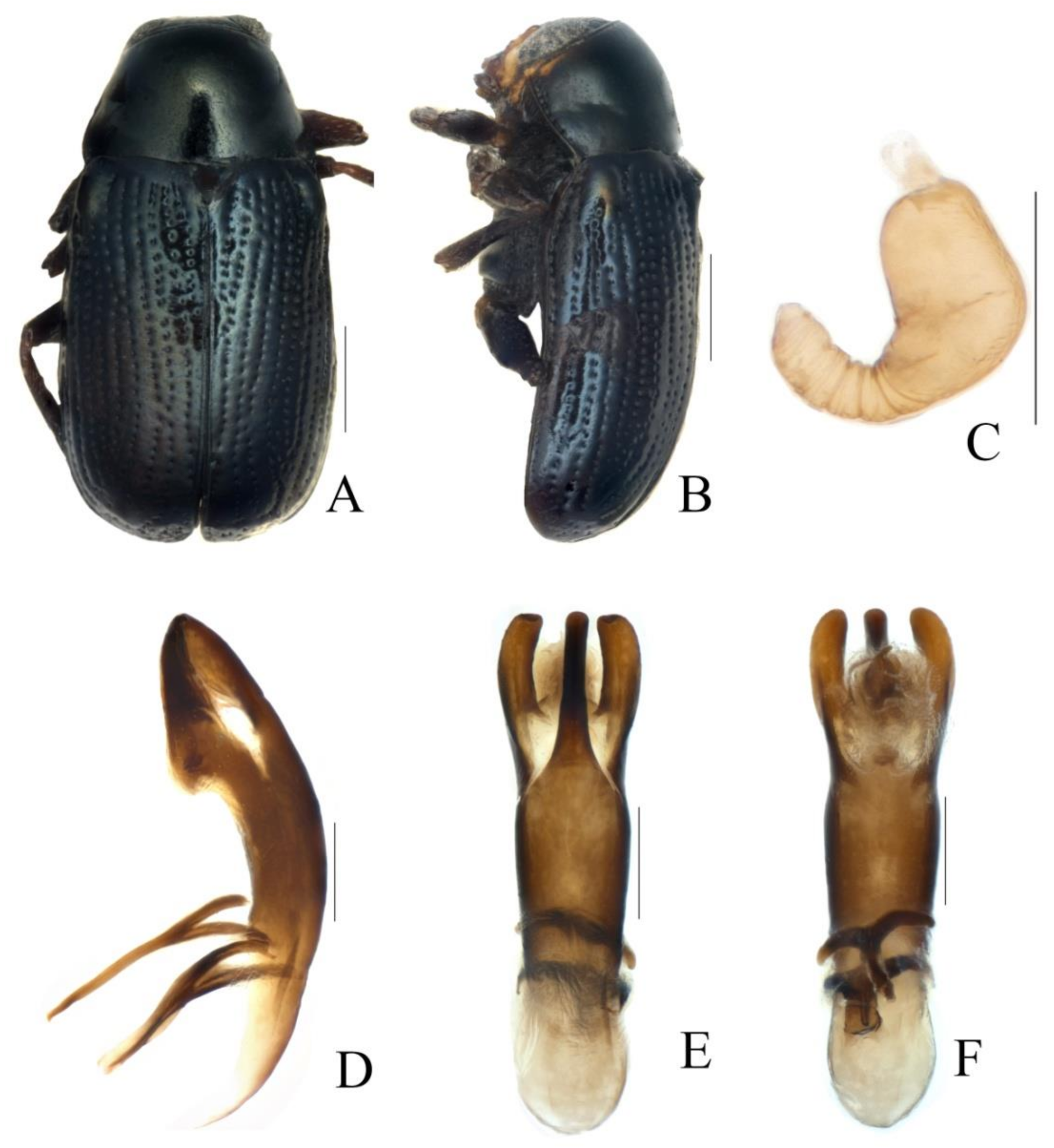 Diversity 13 00523 g004 Diversity 13 00523 g004