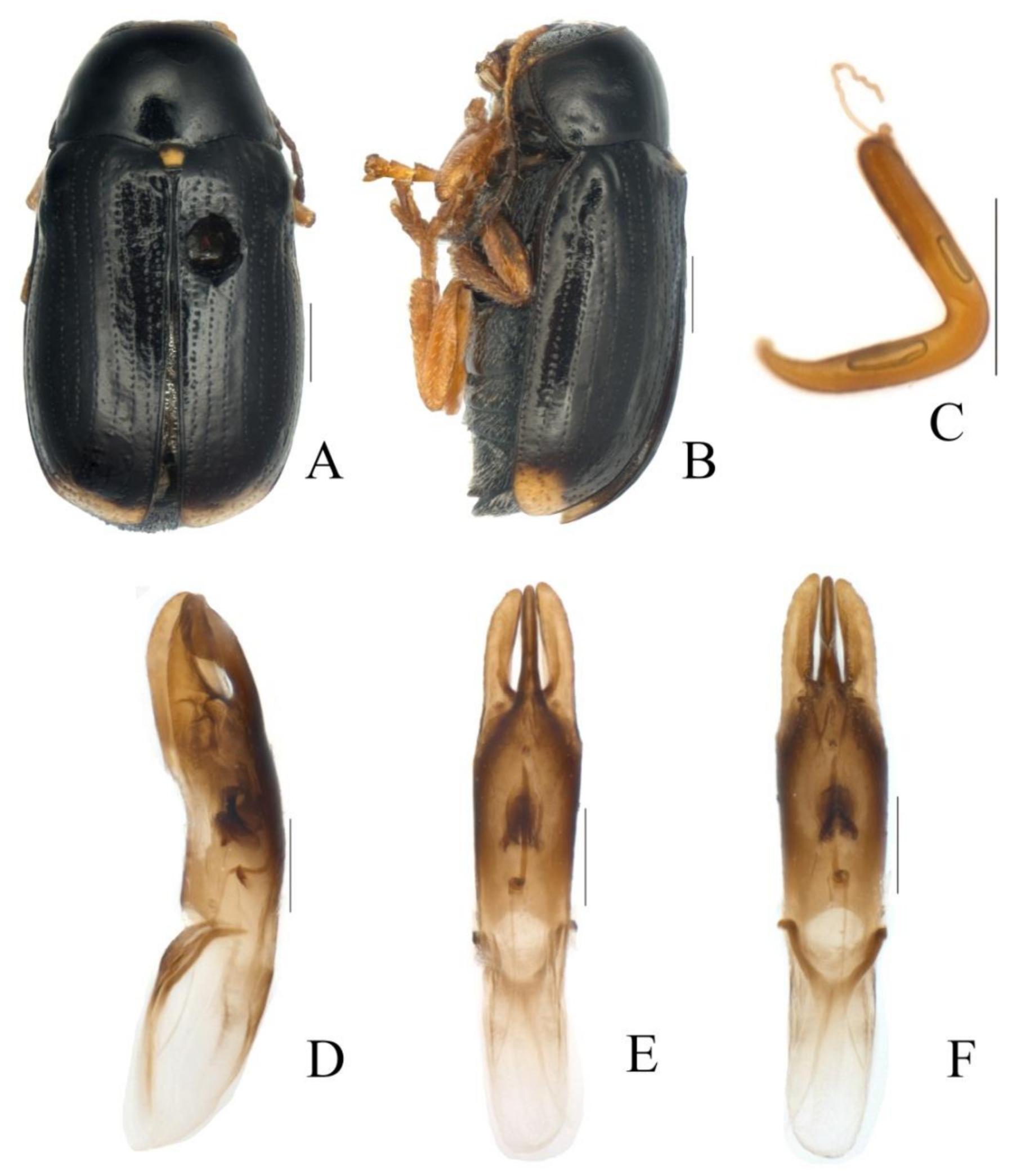 Diversity 13 00523 g006 Diversity 13 00523 g006
