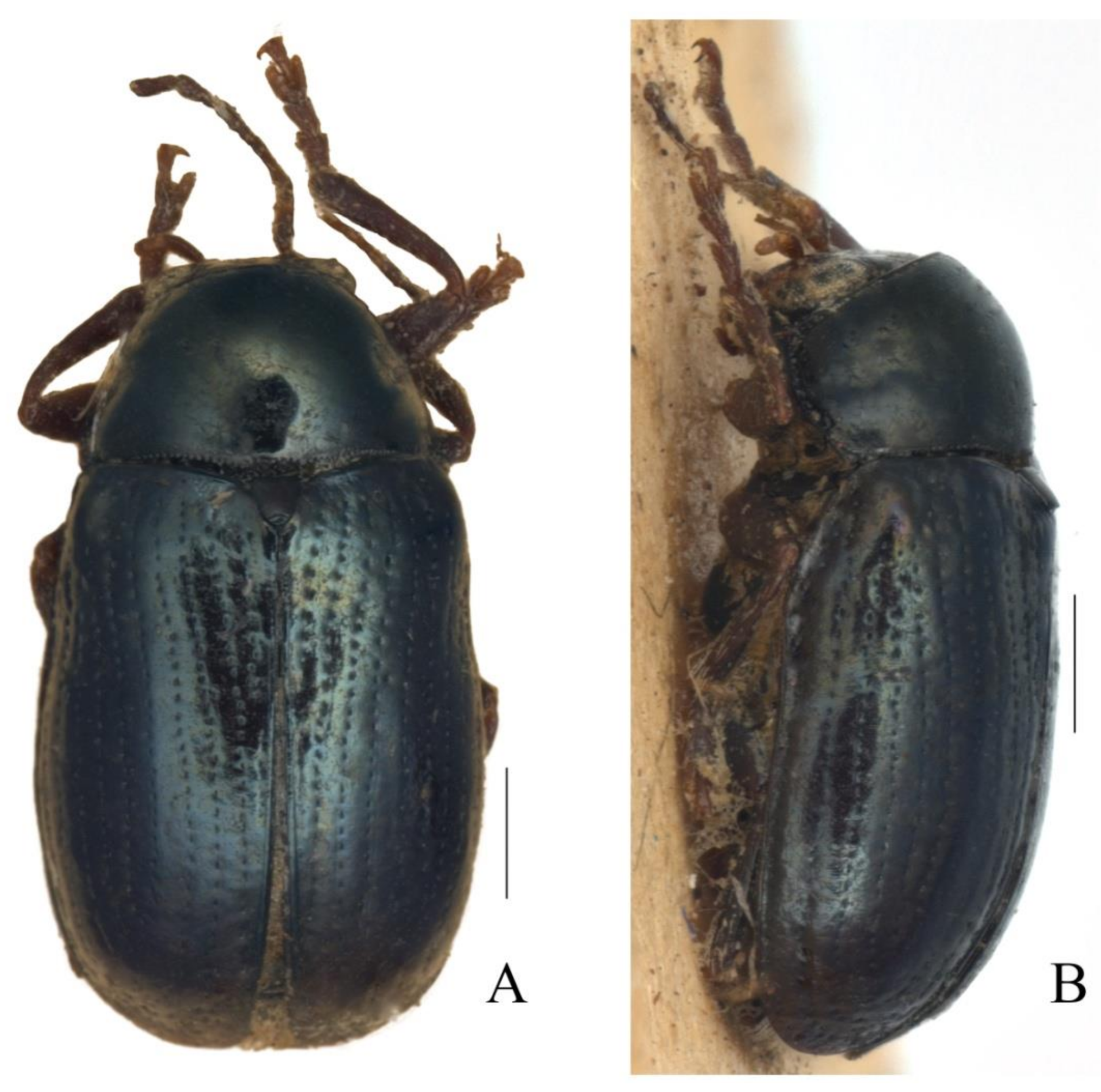 Diversity 13 00523 g010 Diversity 13 00523 g010