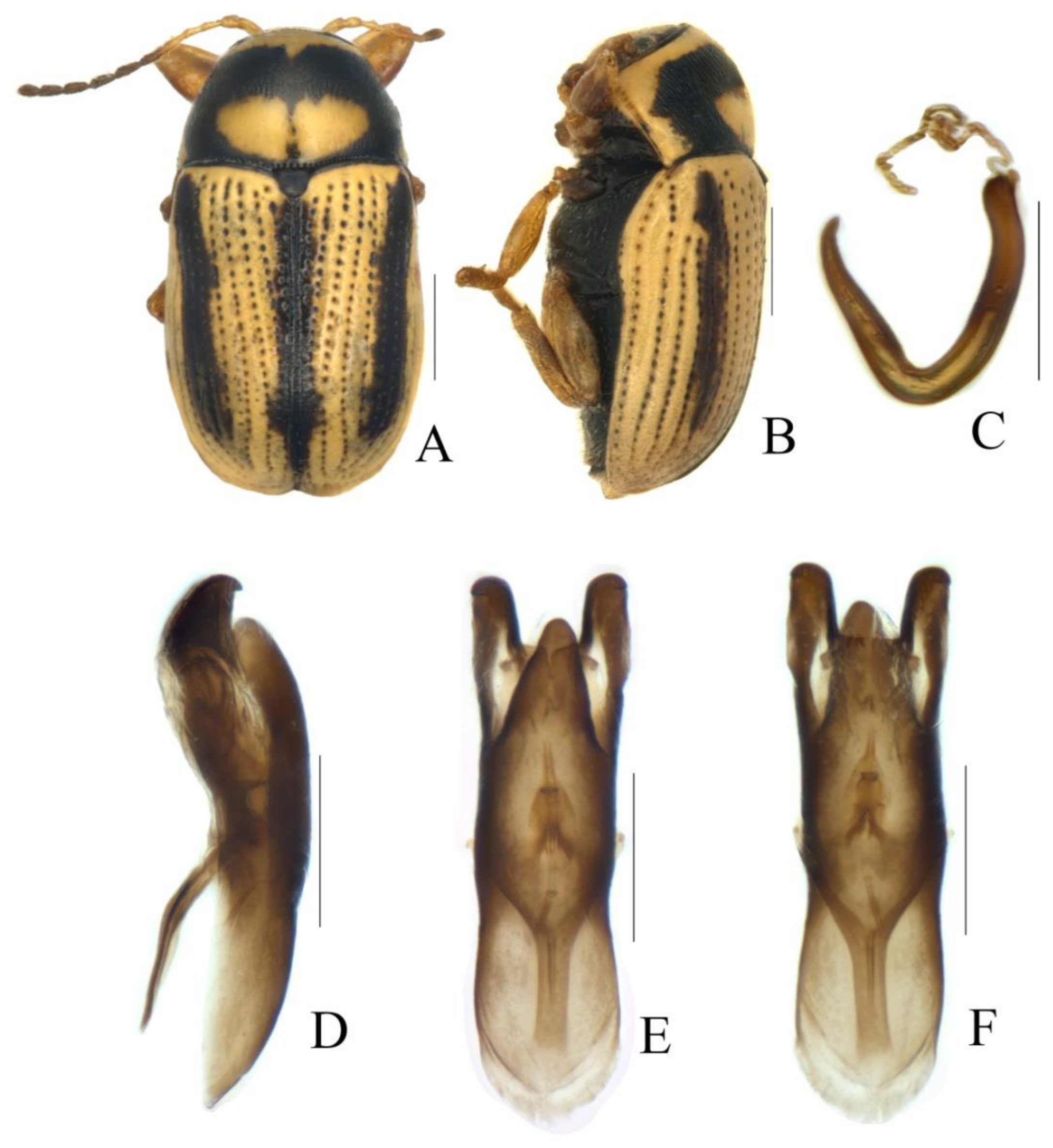 Diversity 13 00523 g011 Diversity 13 00523 g011