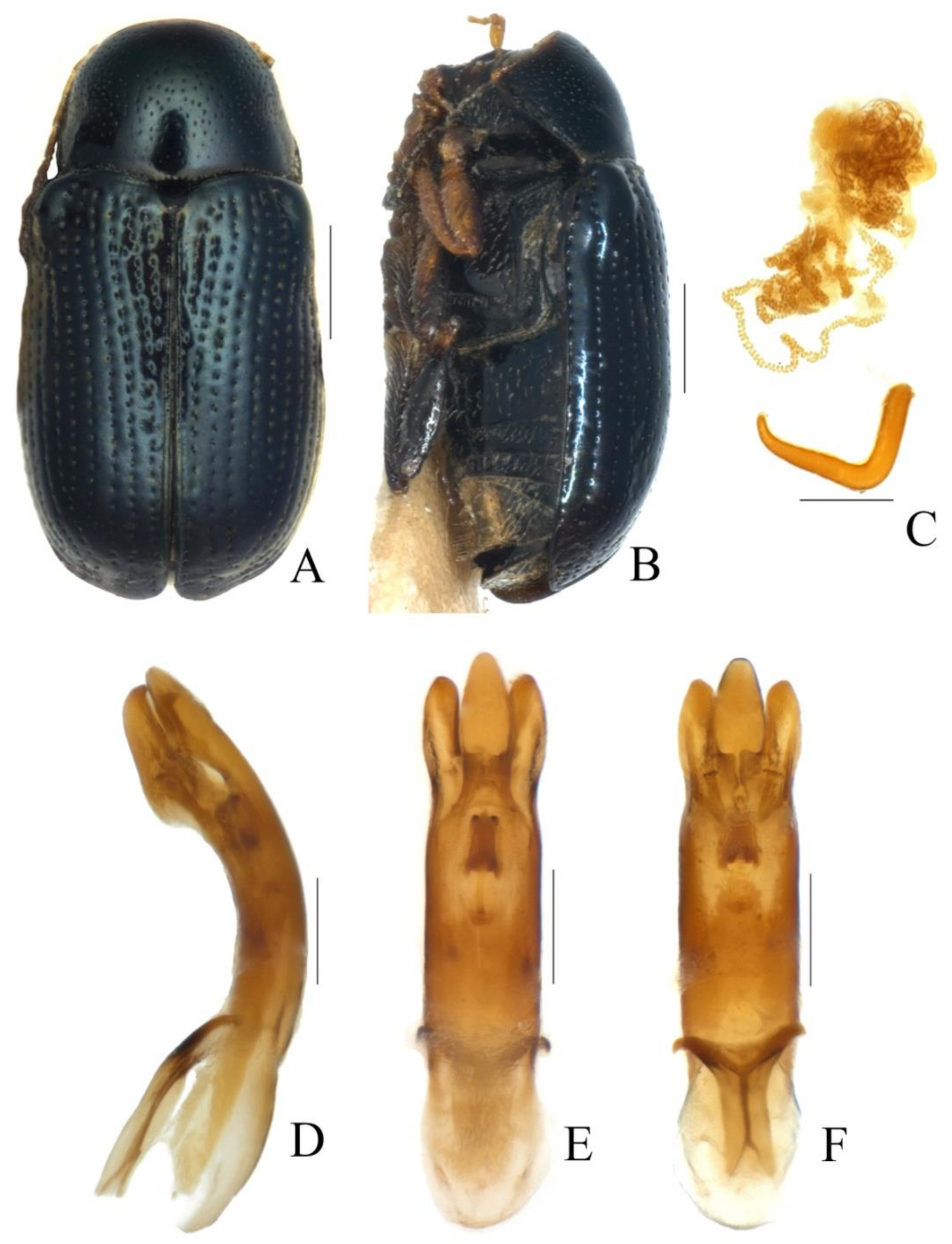 Diversity 13 00523 g013 Diversity 13 00523 g013