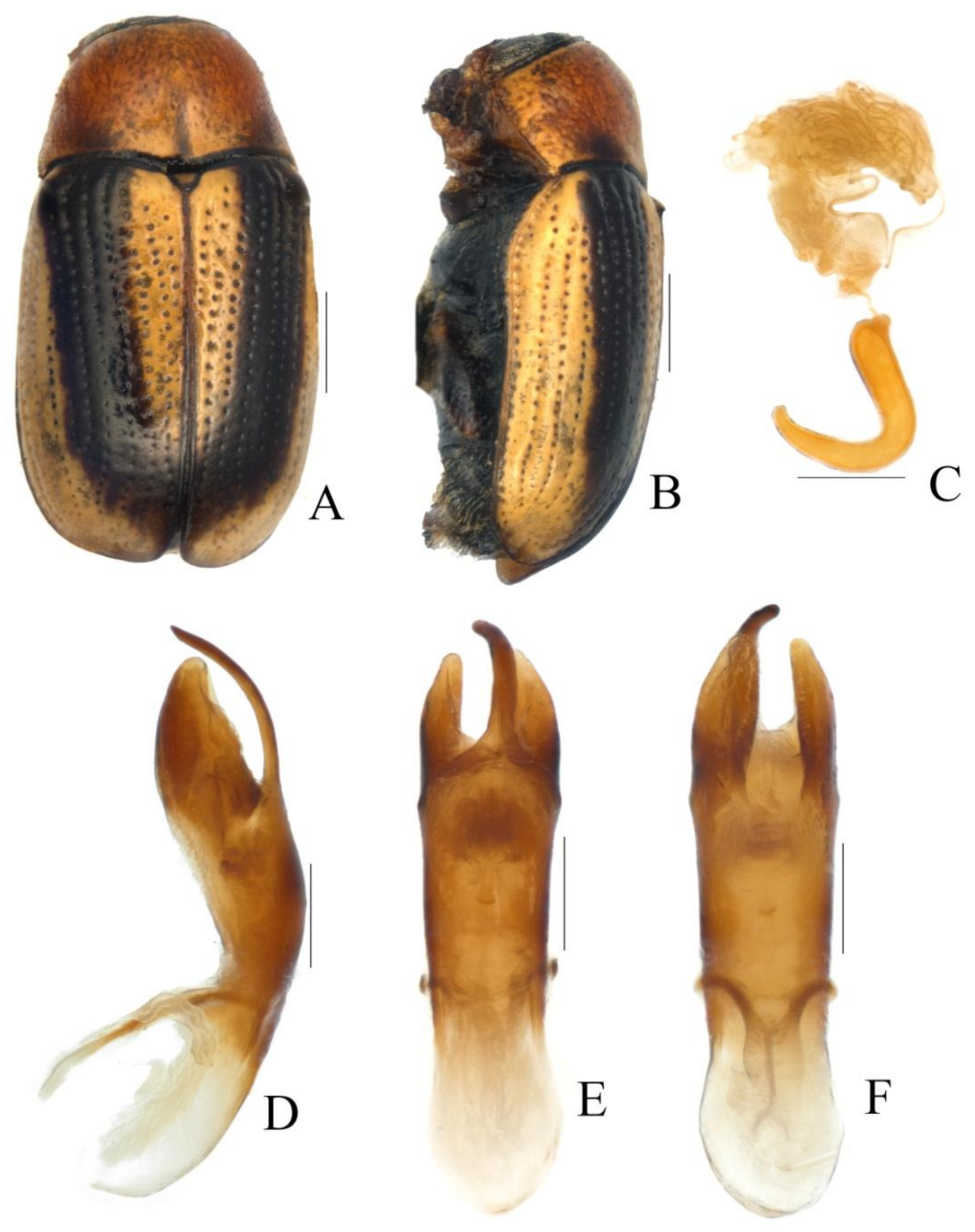 Diversity 13 00523 g017 Diversity 13 00523 g017