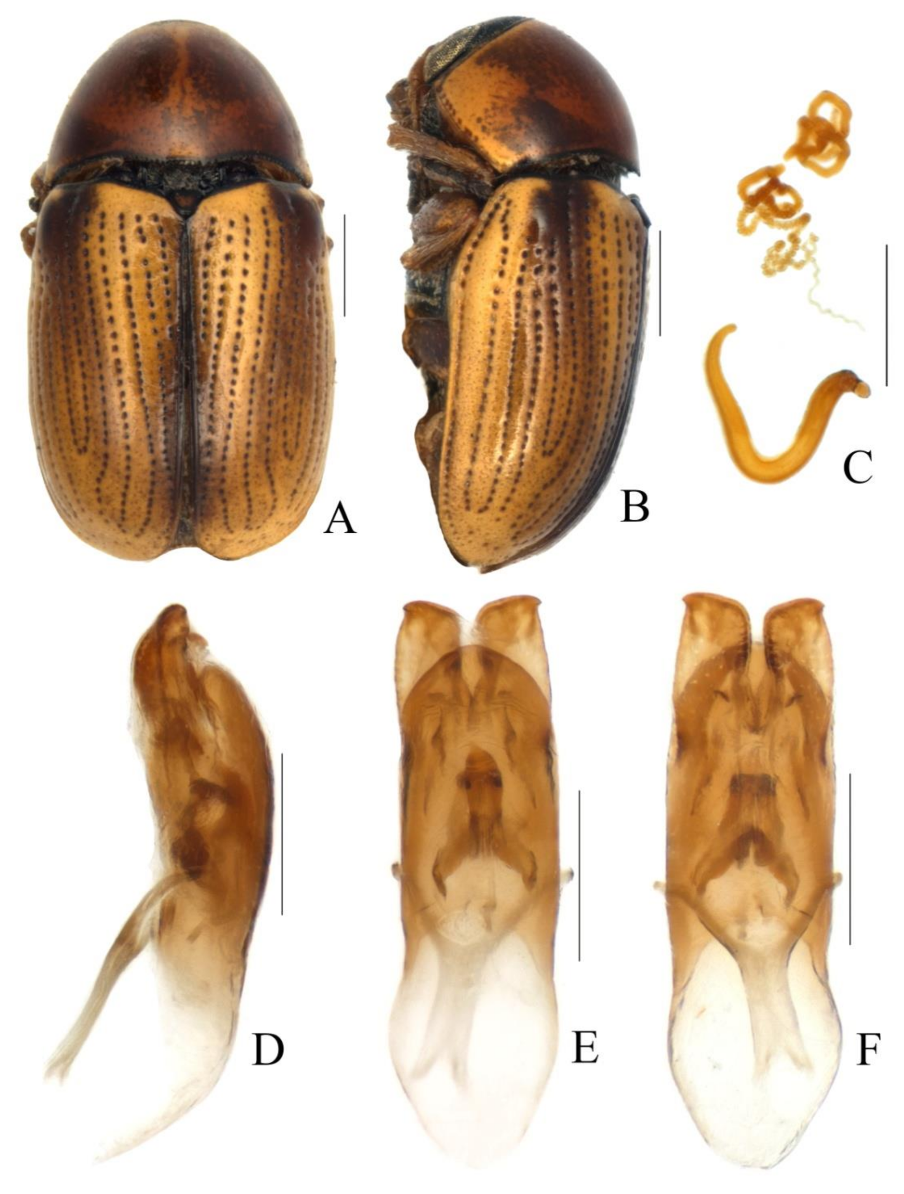 Diversity 13 00523 g019 Diversity 13 00523 g019
