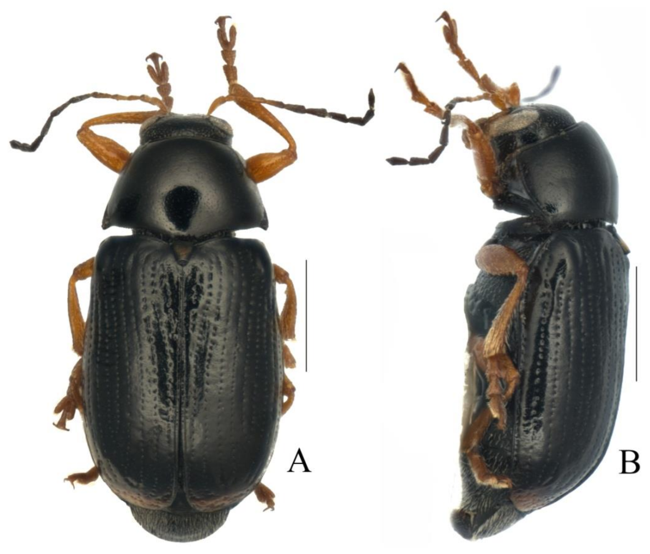 Diversity 13 00523 g021 Diversity 13 00523 g021