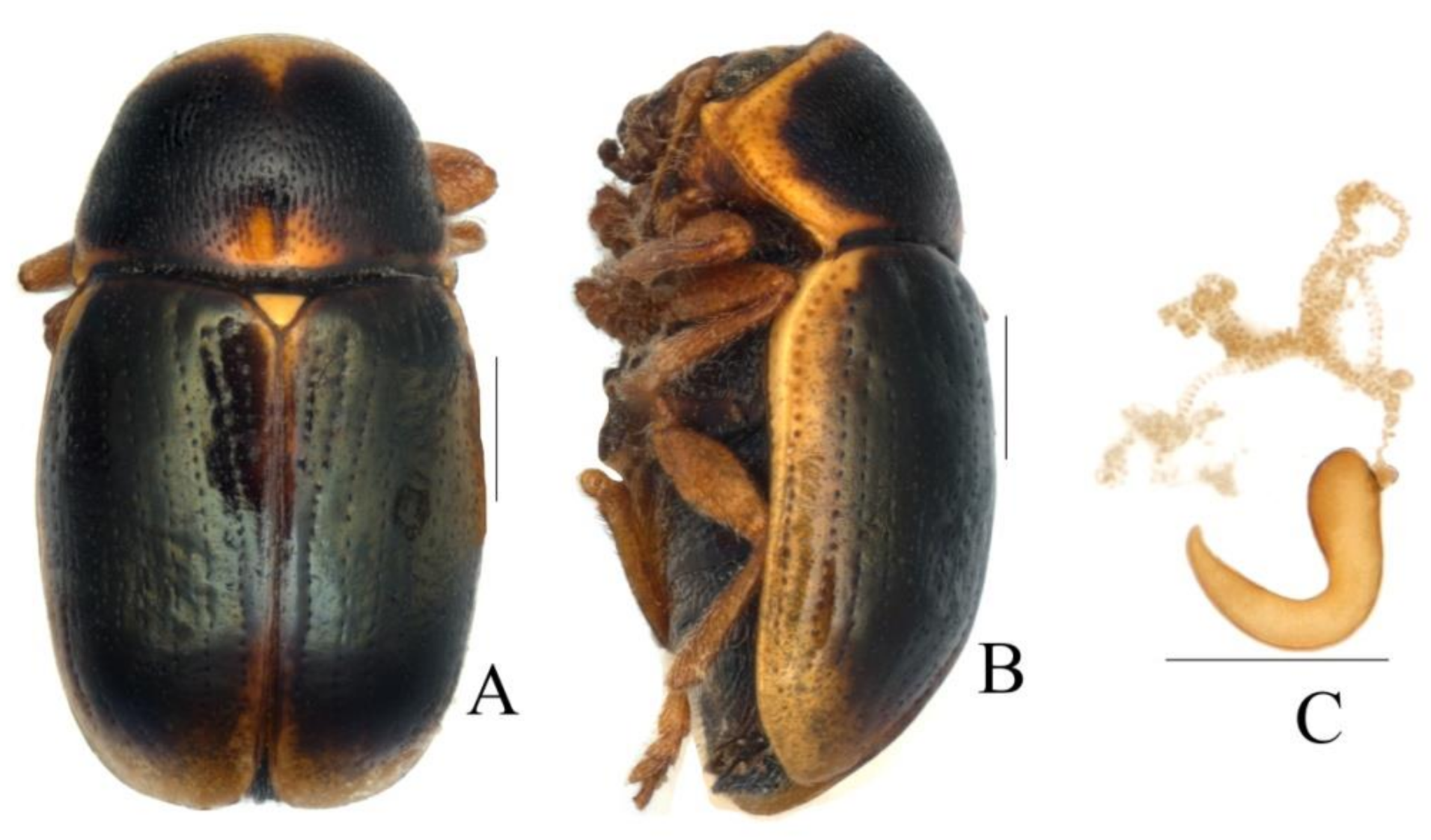 Diversity 13 00523 g028 Diversity 13 00523 g028