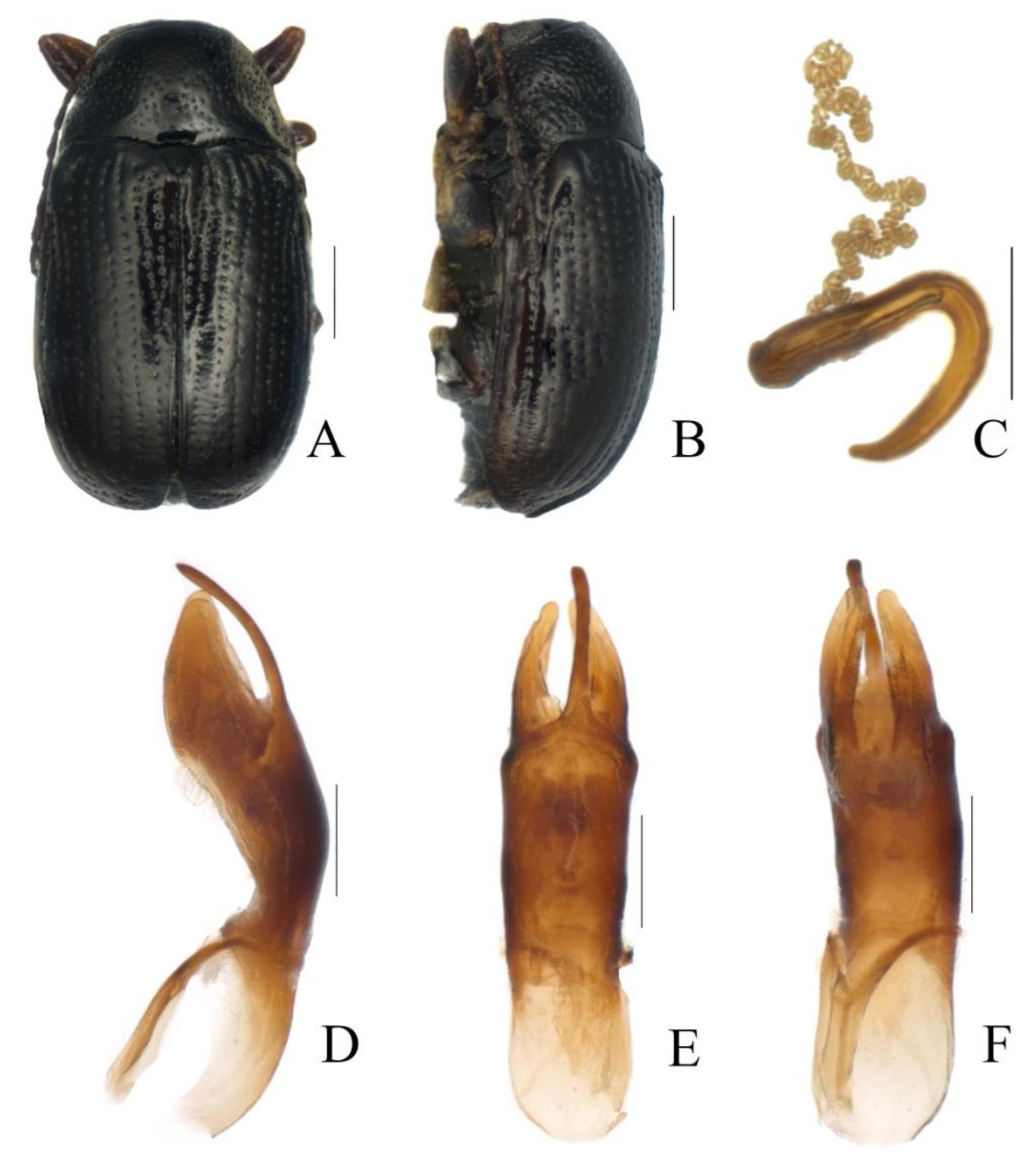 Diversity 13 00523 g029 Diversity 13 00523 g029