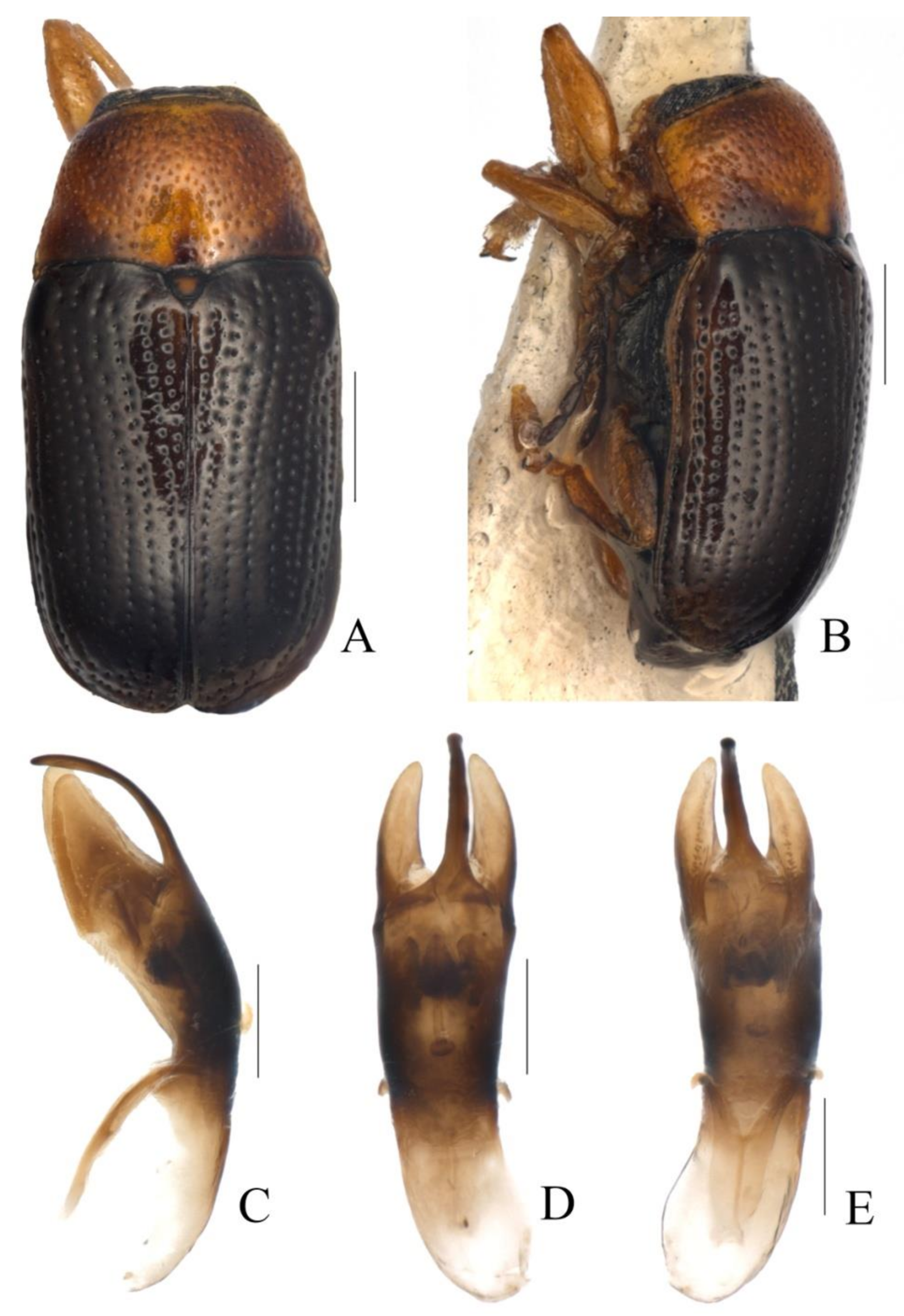 Diversity 13 00523 g031 Diversity 13 00523 g031