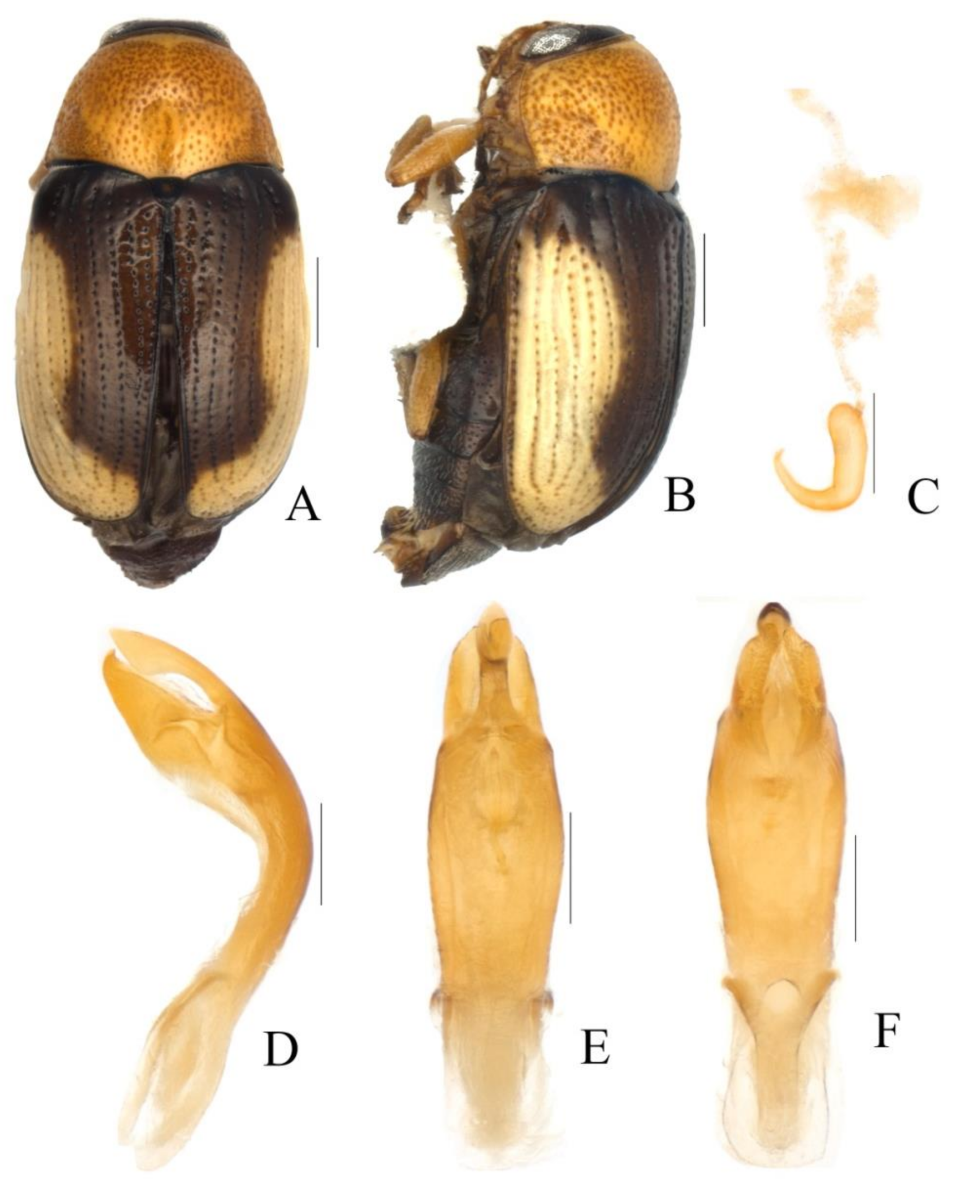 Diversity 13 00523 g033 Diversity 13 00523 g033
