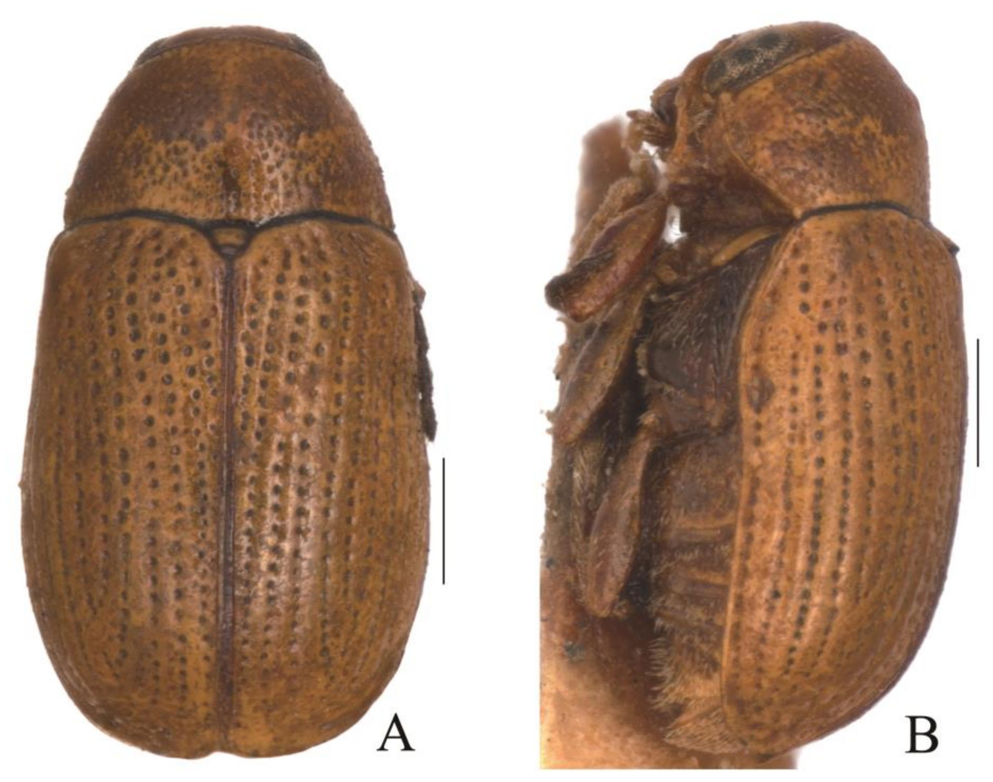 Diversity 13 00523 g035 Diversity 13 00523 g035