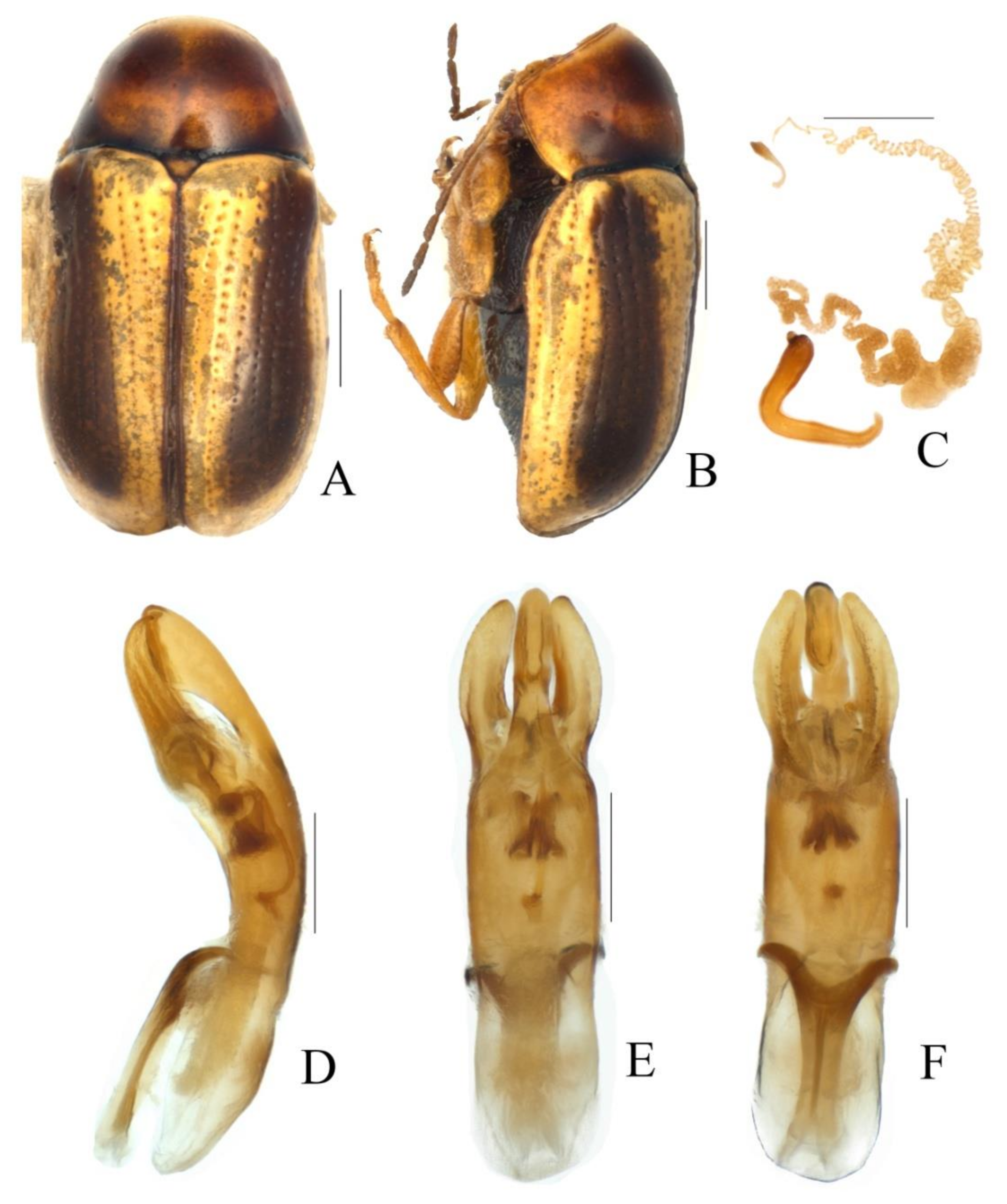 Diversity 13 00523 g036 Diversity 13 00523 g036