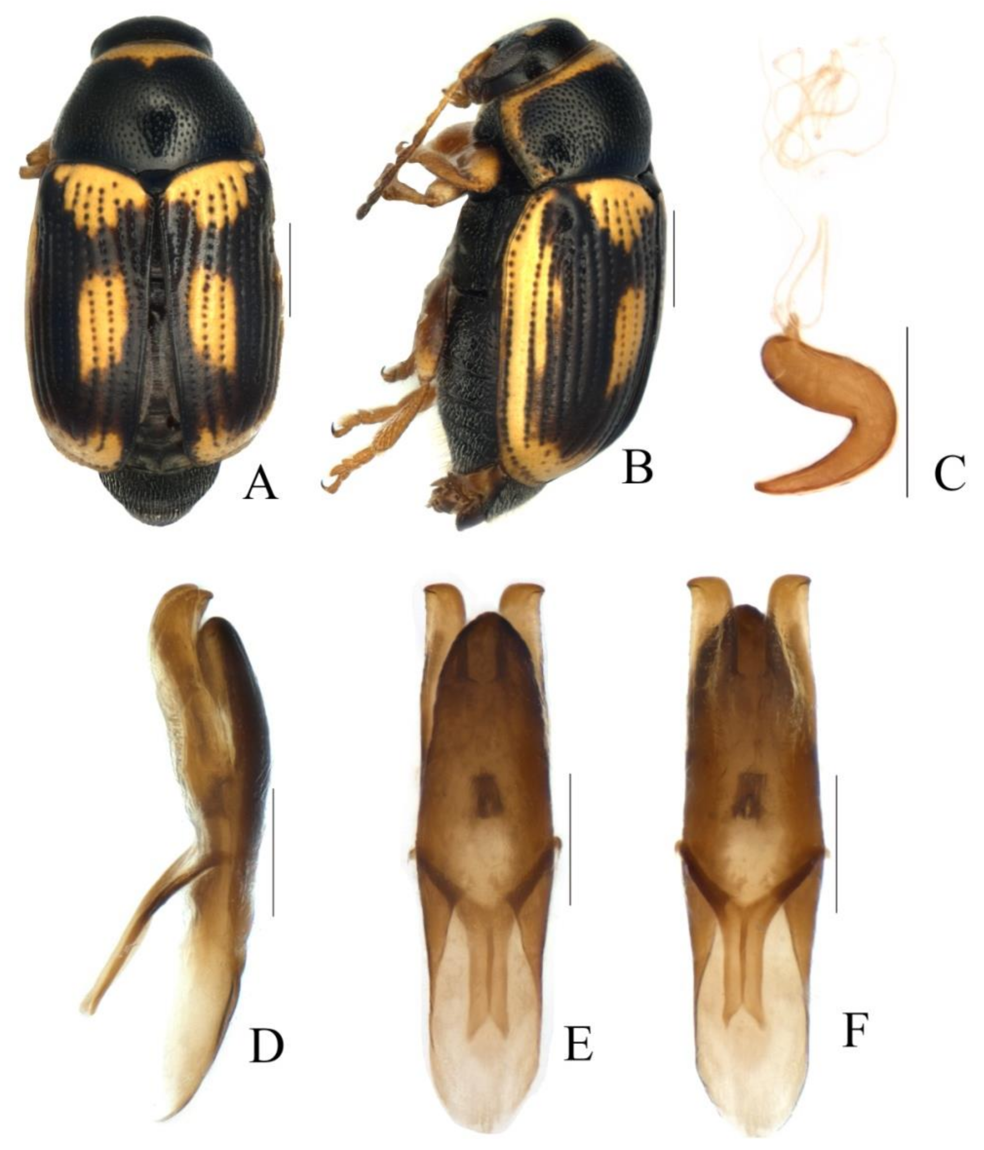 Diversity 13 00523 g038 Diversity 13 00523 g038