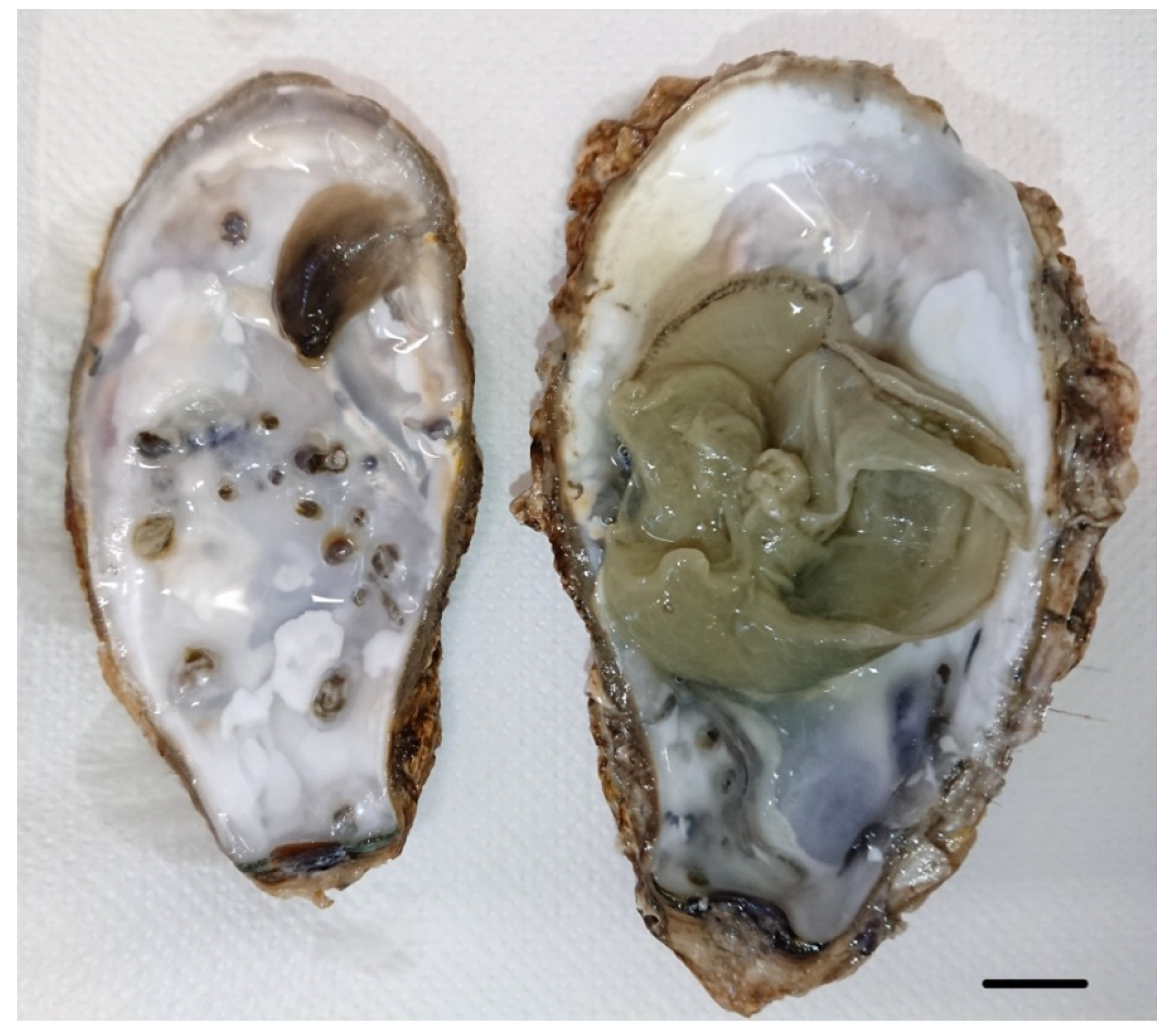 Diversity 13 00526 g003 Diversity 13 00526 g003