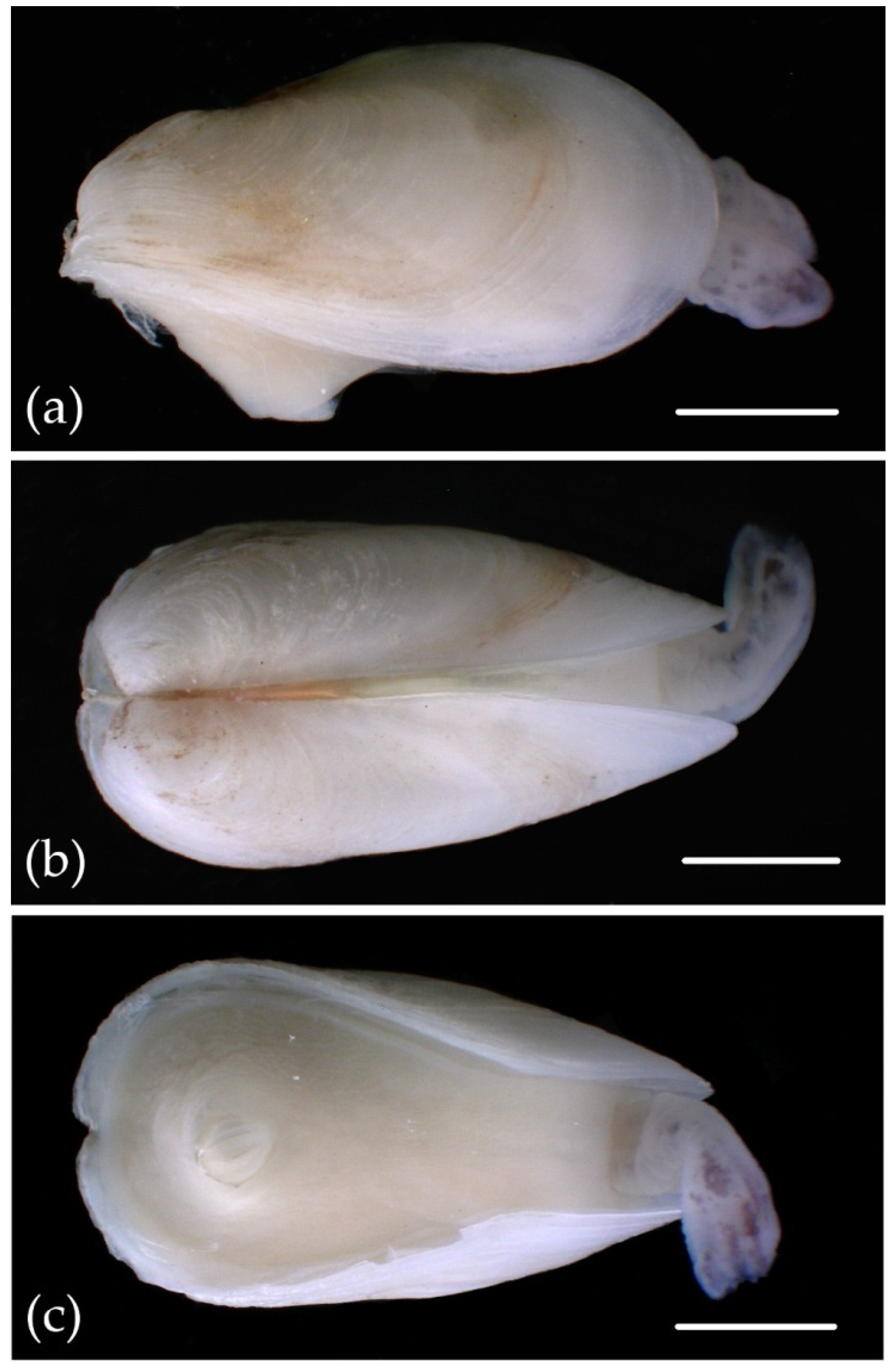 Diversity 13 00526 g004 Diversity 13 00526 g004