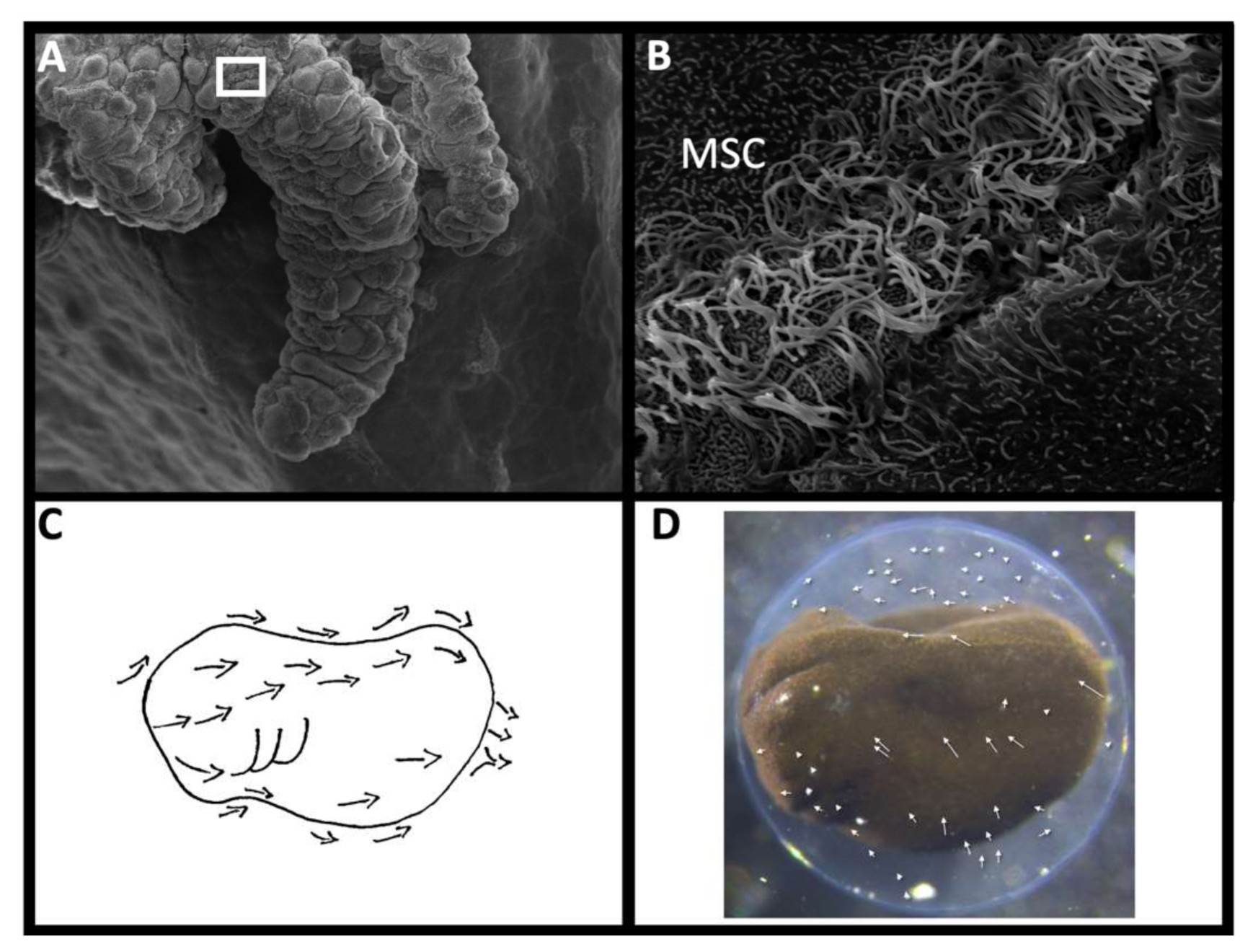 Diversity 13 00527 g003 Diversity 13 00527 g003