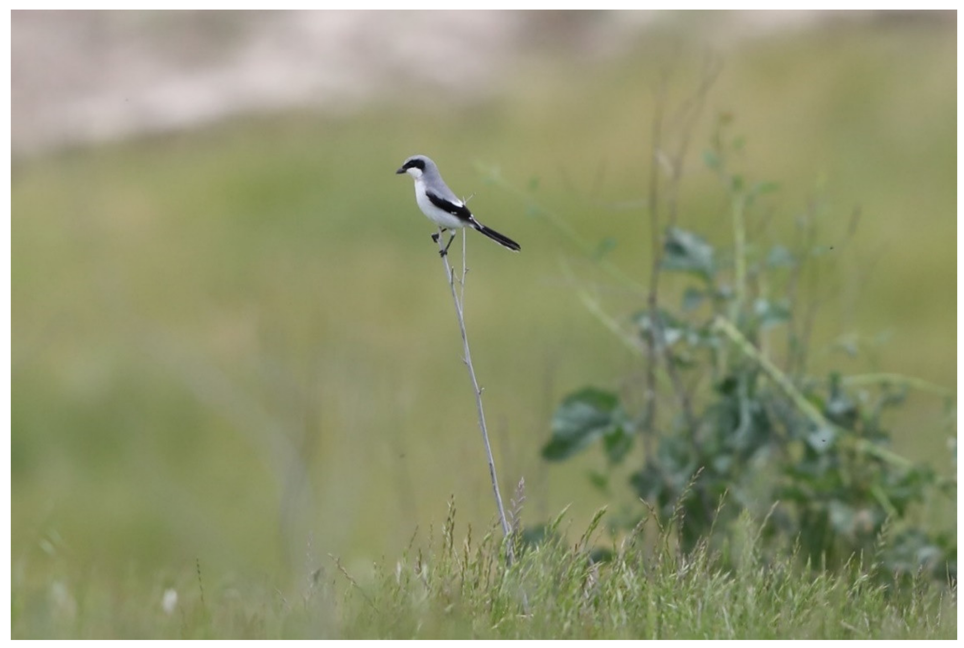 Diversity 13 00540 g002